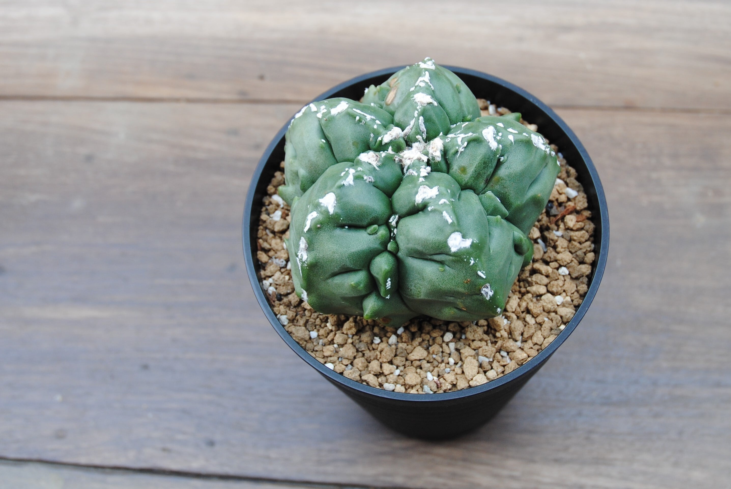 ヘキルリランポー錦 サボテン☆168：ヘキラン錦 ランポー玉 鸞鳳玉