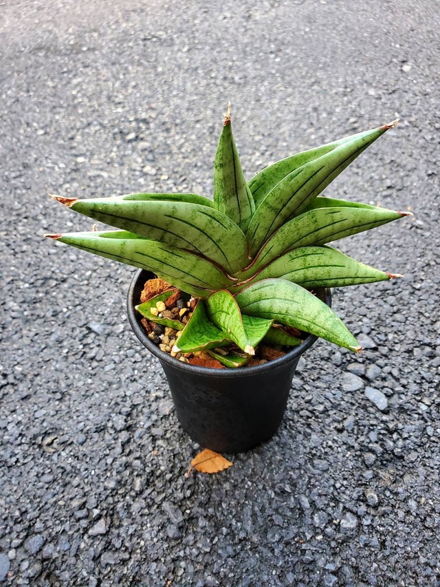 Sansevieria Vienna 【artPLANTs】 サンスベリア/サンセベリア