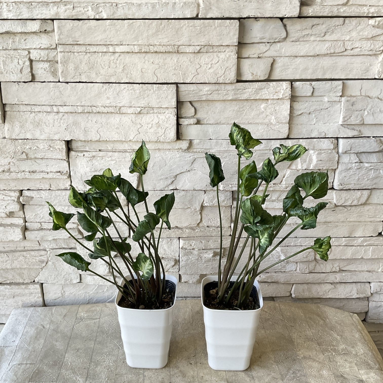 観葉植物】シンゴニウム ゴジラ 4寸鉢 | 橋本種苗園