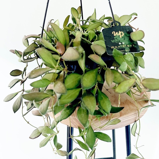 【再入荷】Hoya ホヤ ザンバレス ハンギング 観葉植物 calm cafe