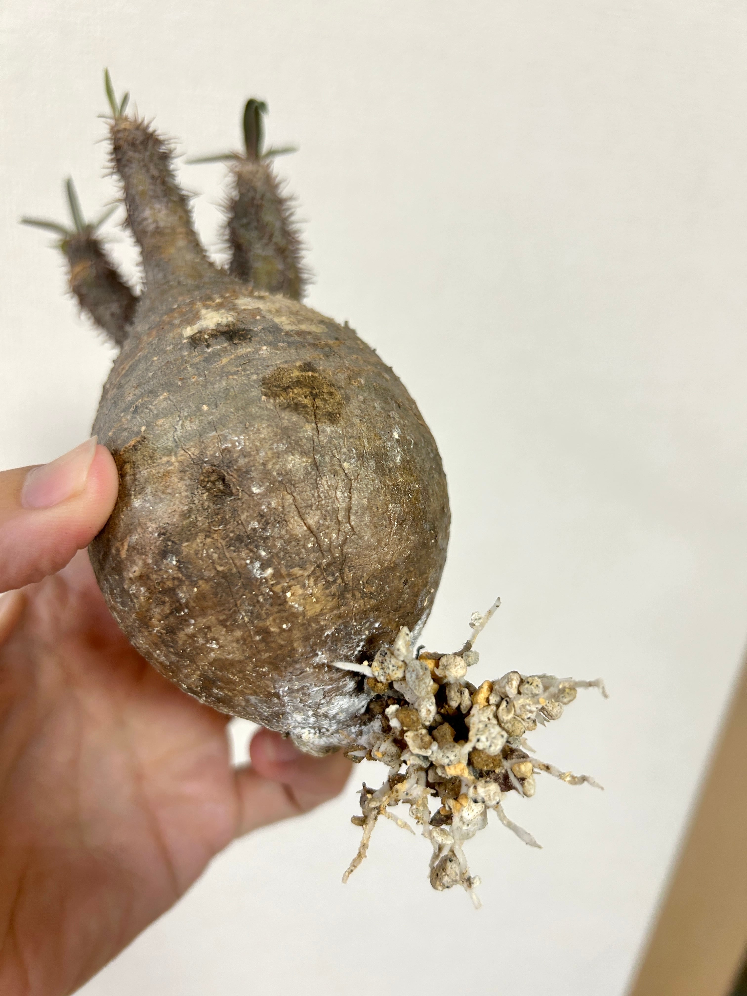 発根済み株 パキポディウム・グラキリス コロンとした造形美を鉢込みで堪能