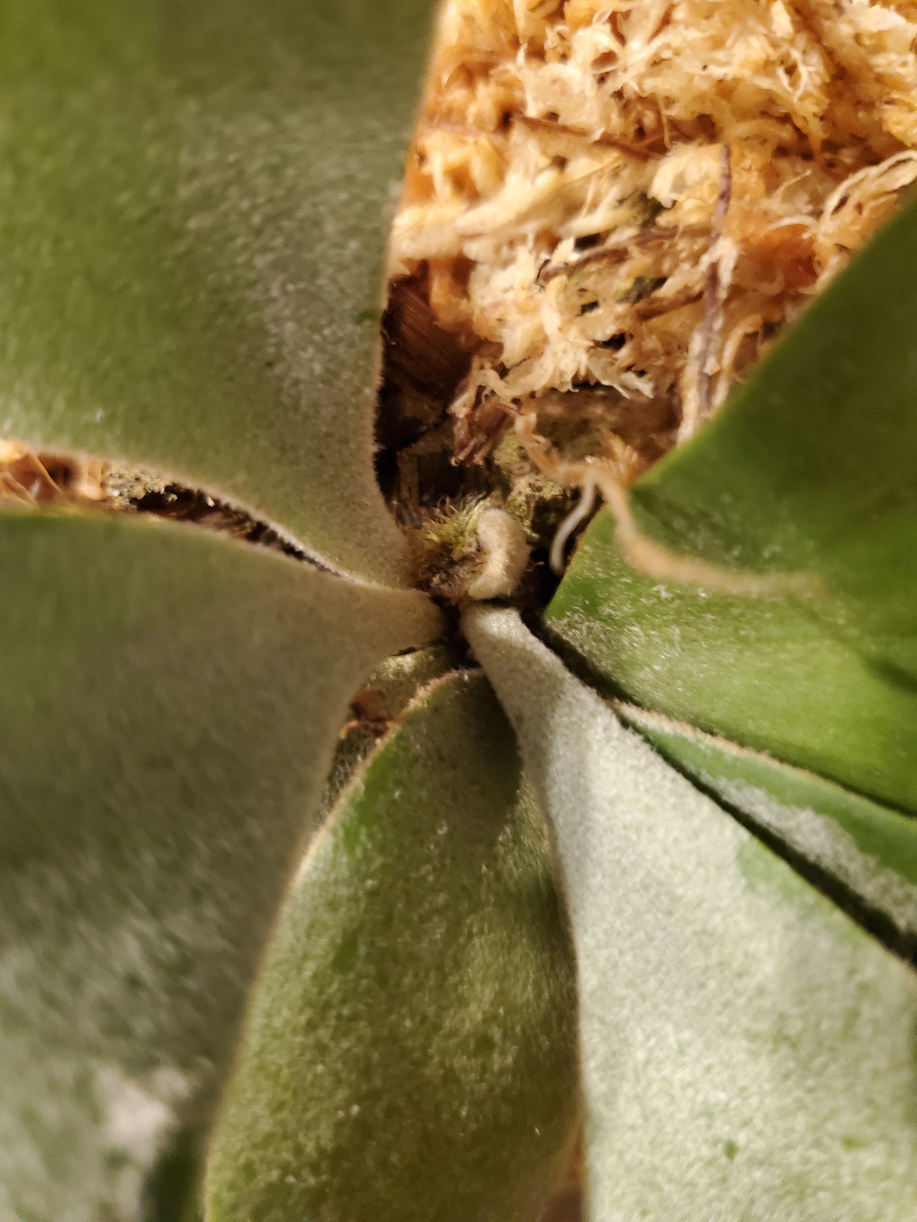 P.Cloud series【artPLANTs】ビカクシダ/Platycerium | artPLANTs