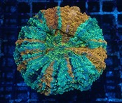 BossCollection Achanthophyllia Deshayesiana "GalaxyDonut"