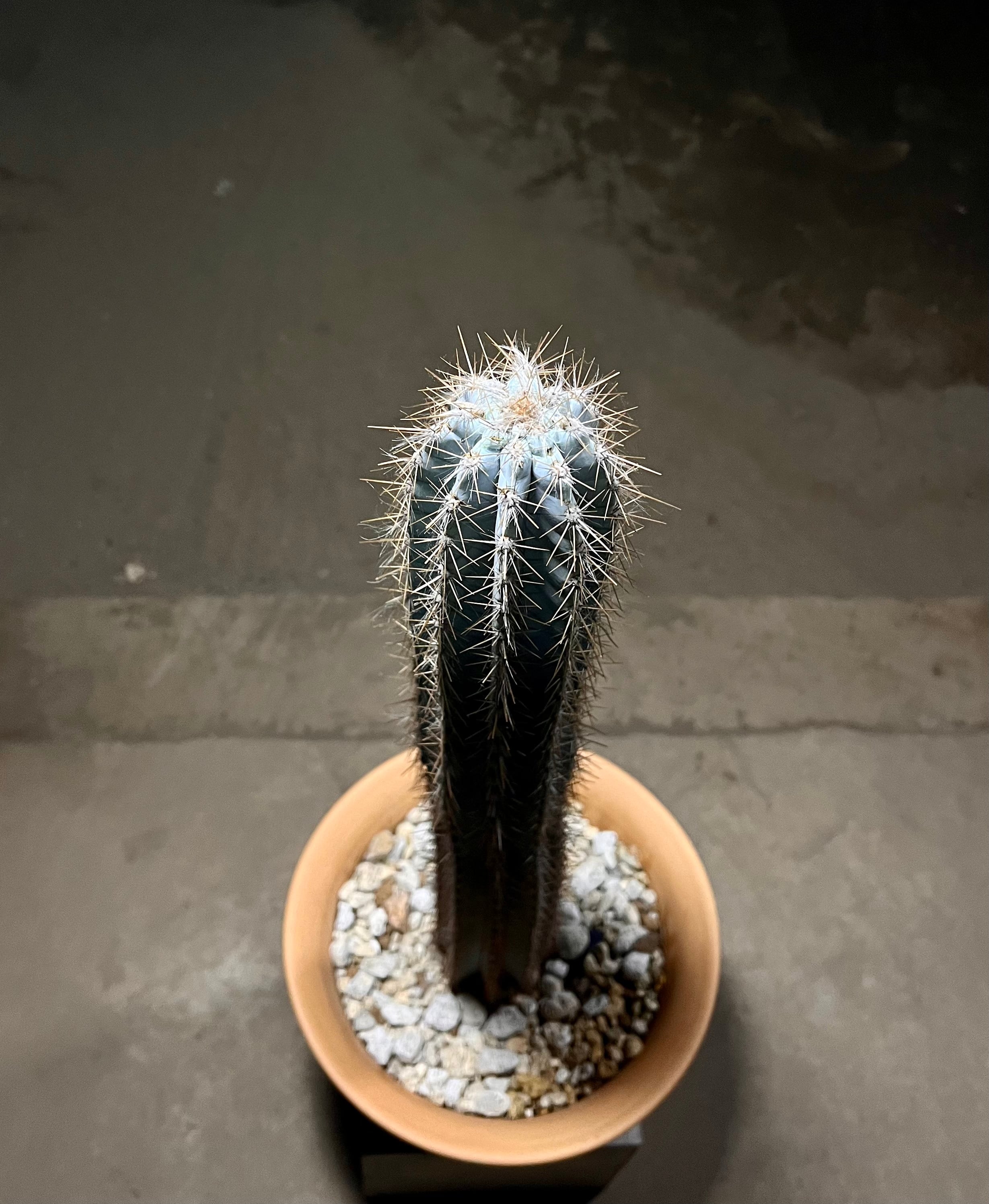 Pilosocereus azureus アズレウス柱 サボテン | NOWEST PLANTS