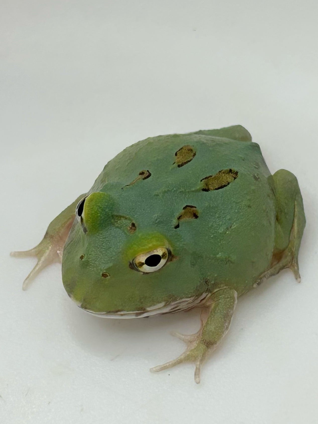 クランウェルツノガエル スカイブルー② 1匹 | まるころ商店〜まるく クランウェルツノガエル スカイブルー② 1匹 | まるころ商店〜まるく