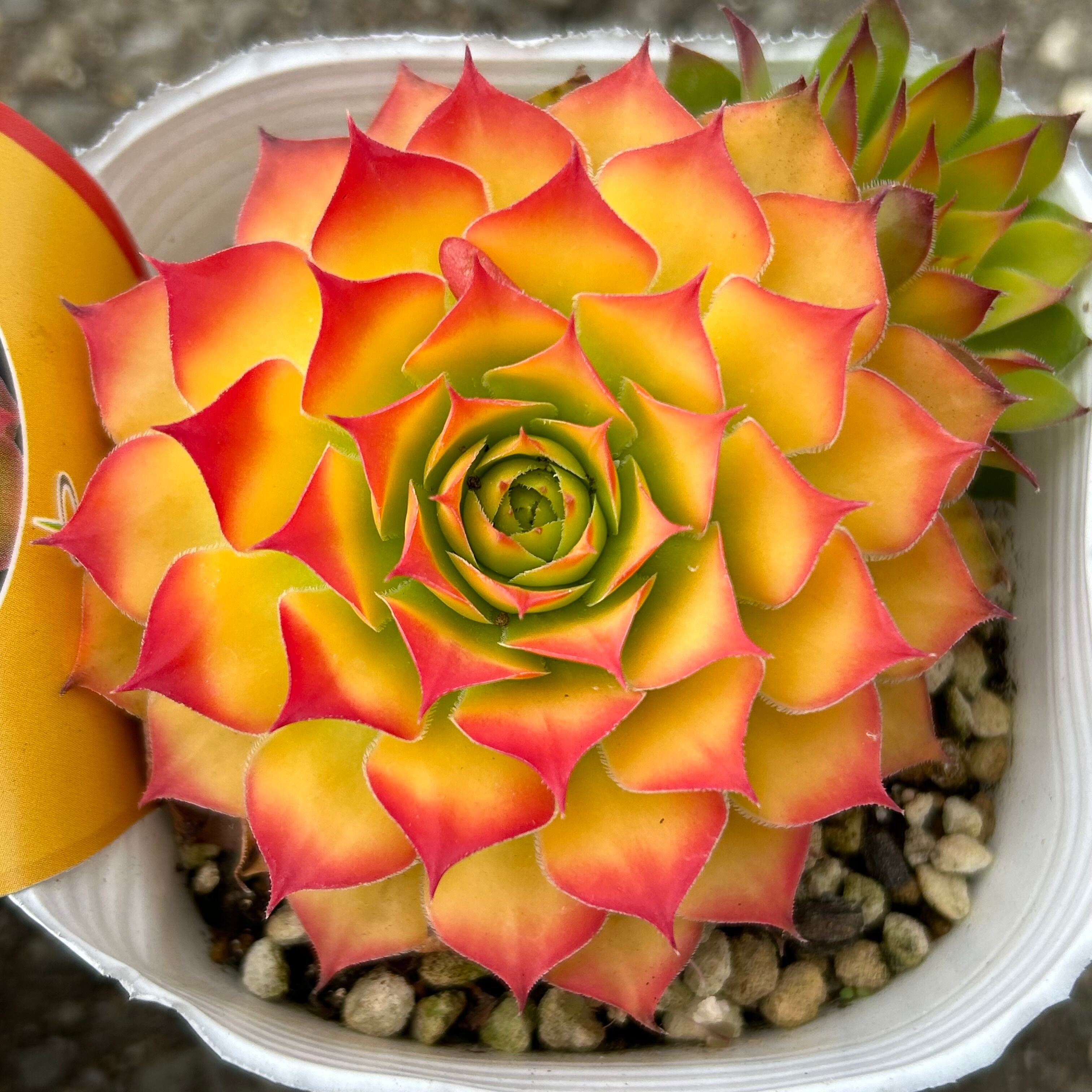 ゴールドナゲット　カット苗 ゴールドナゲット | RuPo 多肉植物専門店