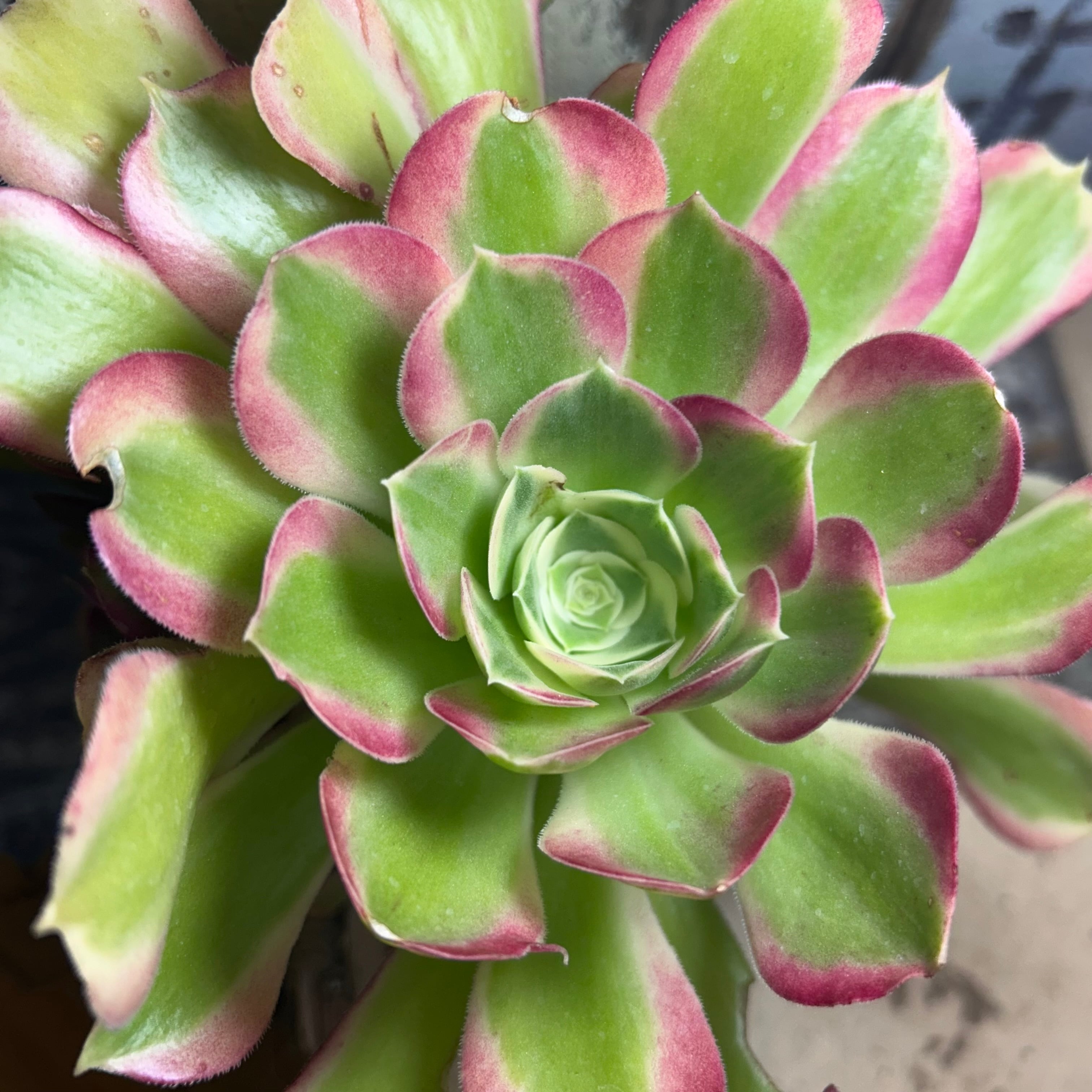51#多肉植物❤️アエオニウム錦❤️ 白鳳錦 ❤️9頭25cm拔き苗 白鳳錦(アエオニウム) | RuPo 多肉植物専門店