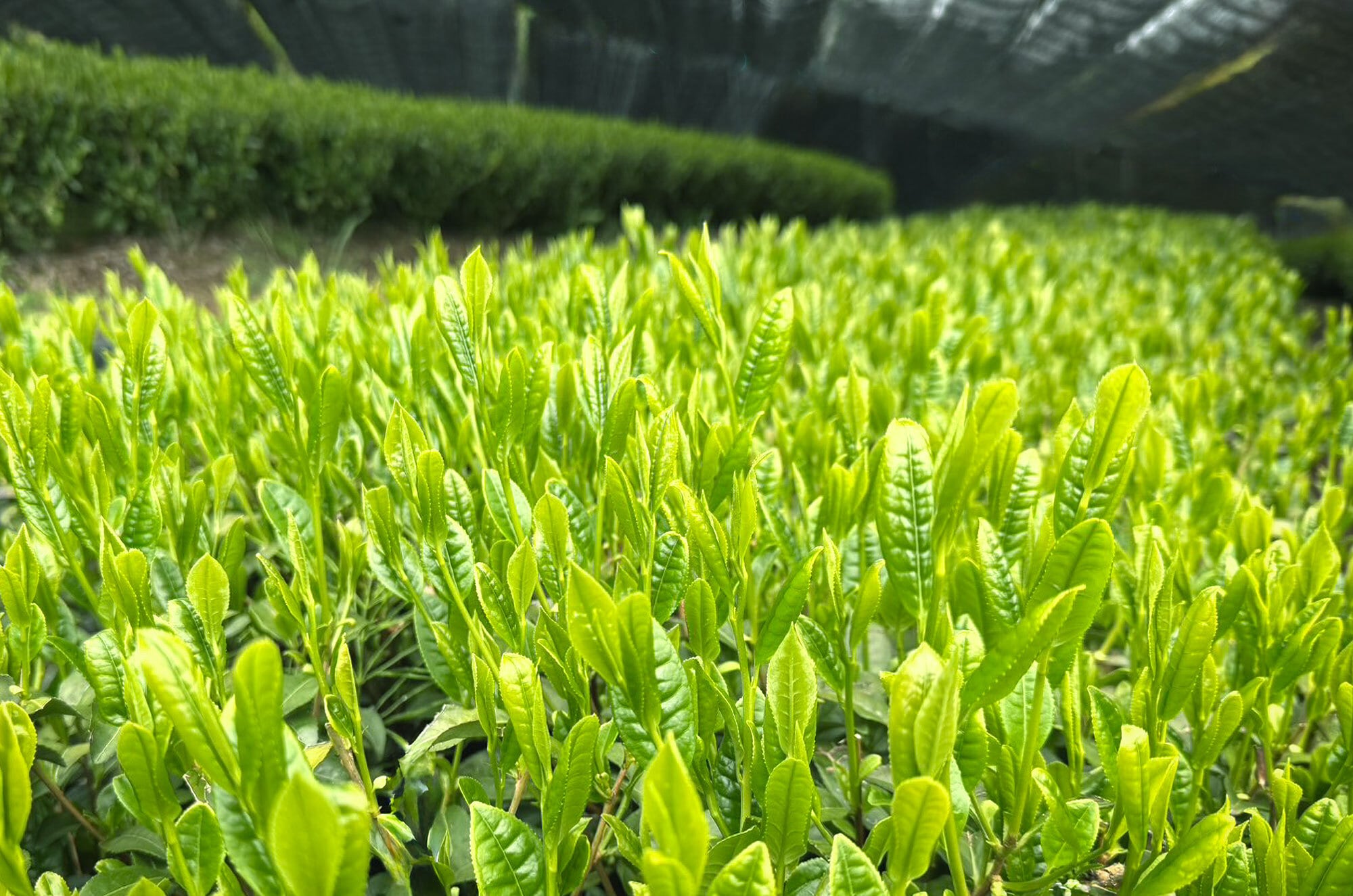 祥】かぶせ さみどり80g | 【公式通販ストア】シングルオリジン静岡茶