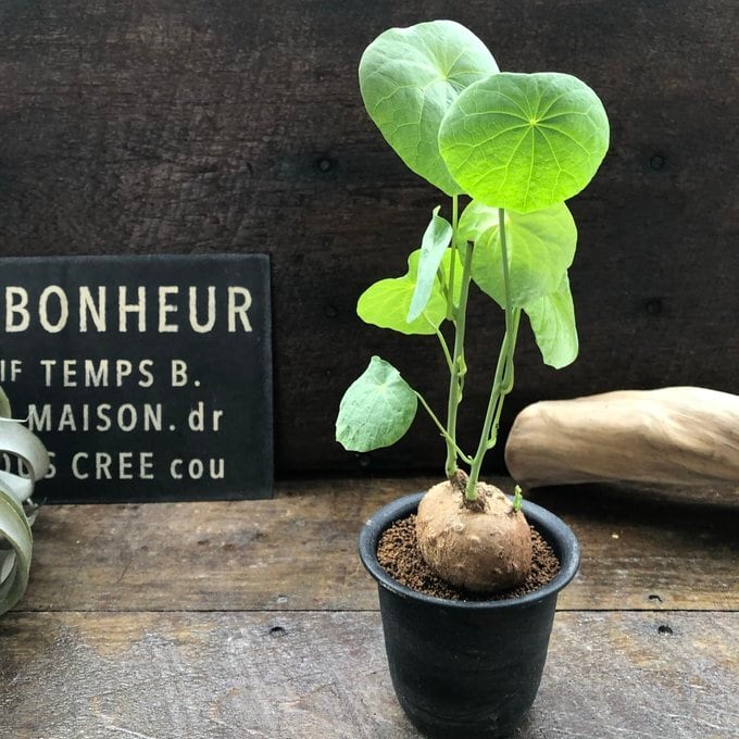 ステファニア 塊根植物 コーデックス支柱立て ステファニア セファランサ】 超希少 パリジェンヌ 塊根植物