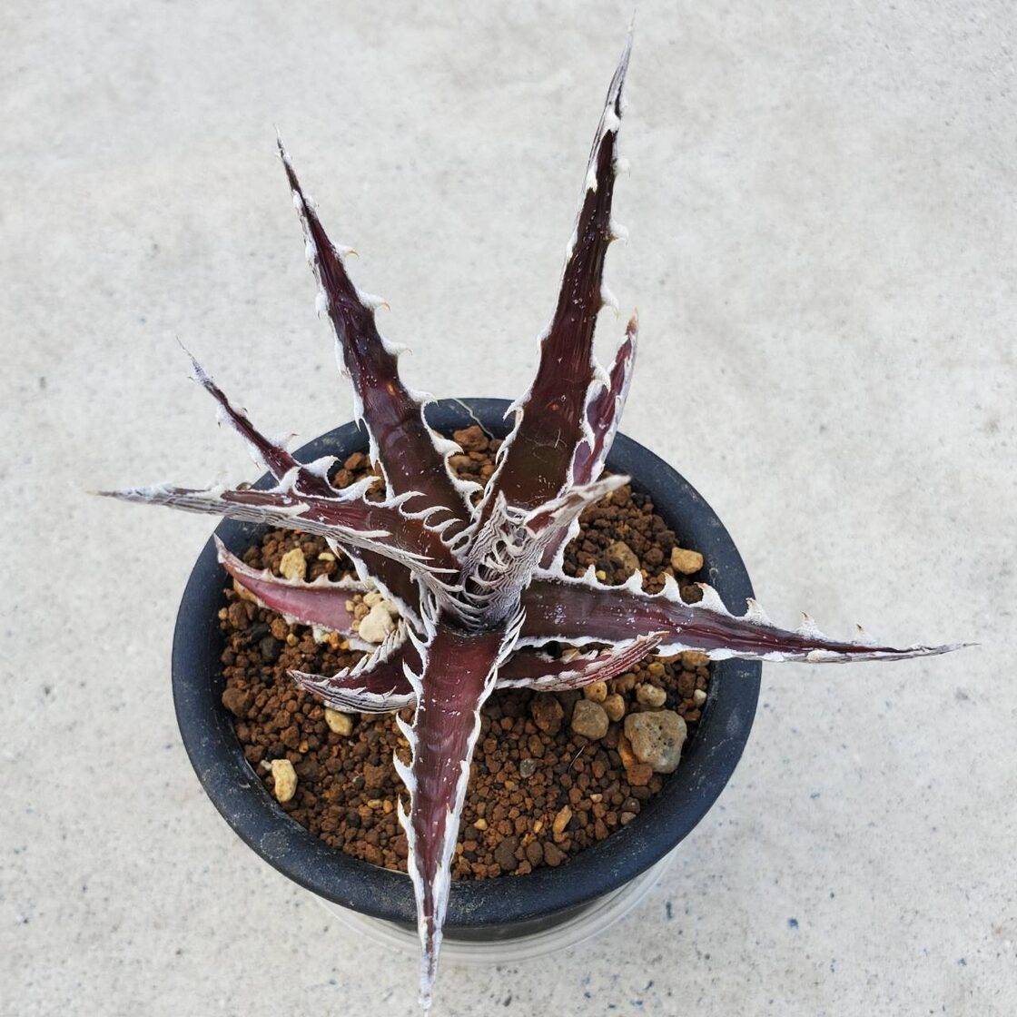 a0916_Dyckia 