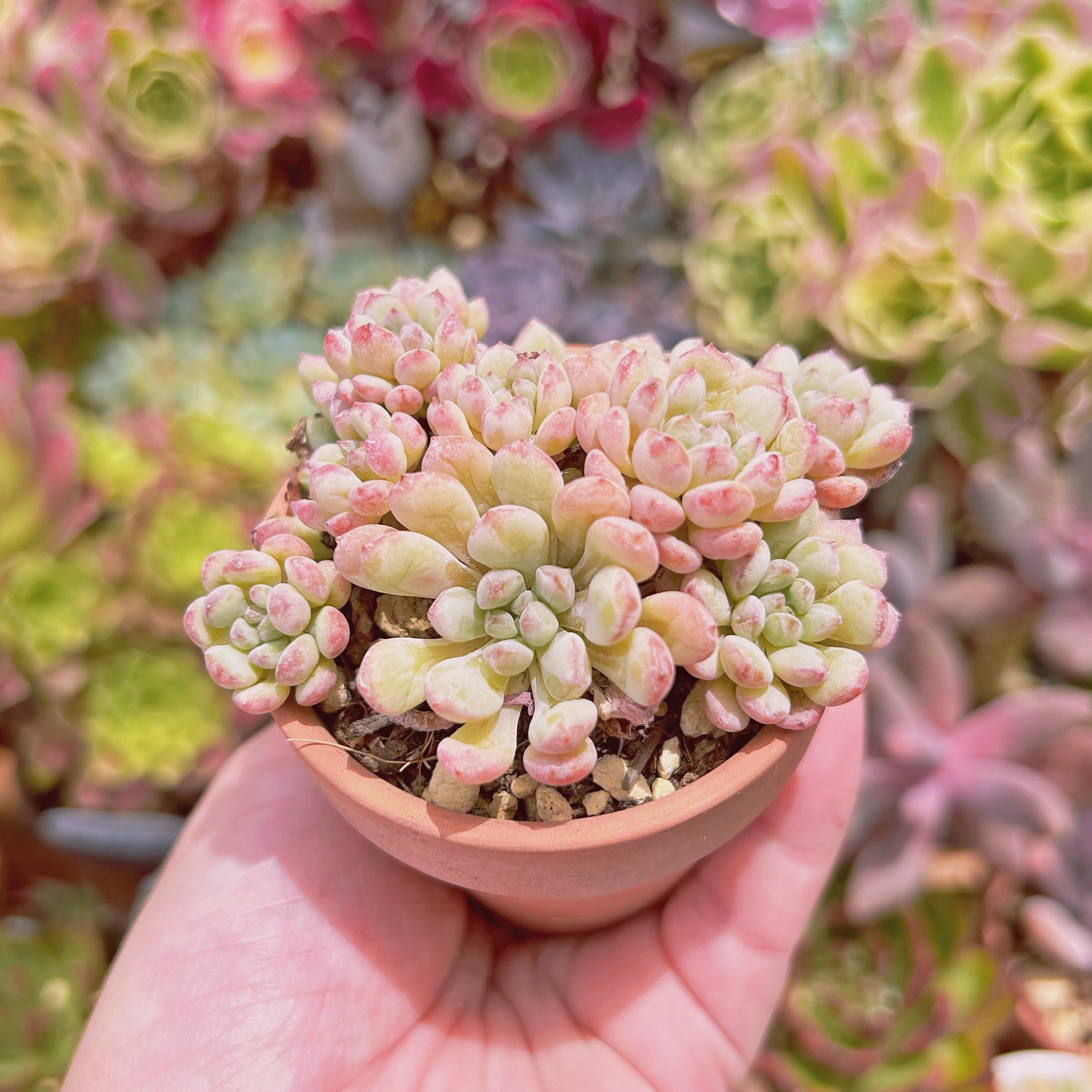603現物 多肉植物 萌豆 抜き苗 | るる農園~多肉植物専門