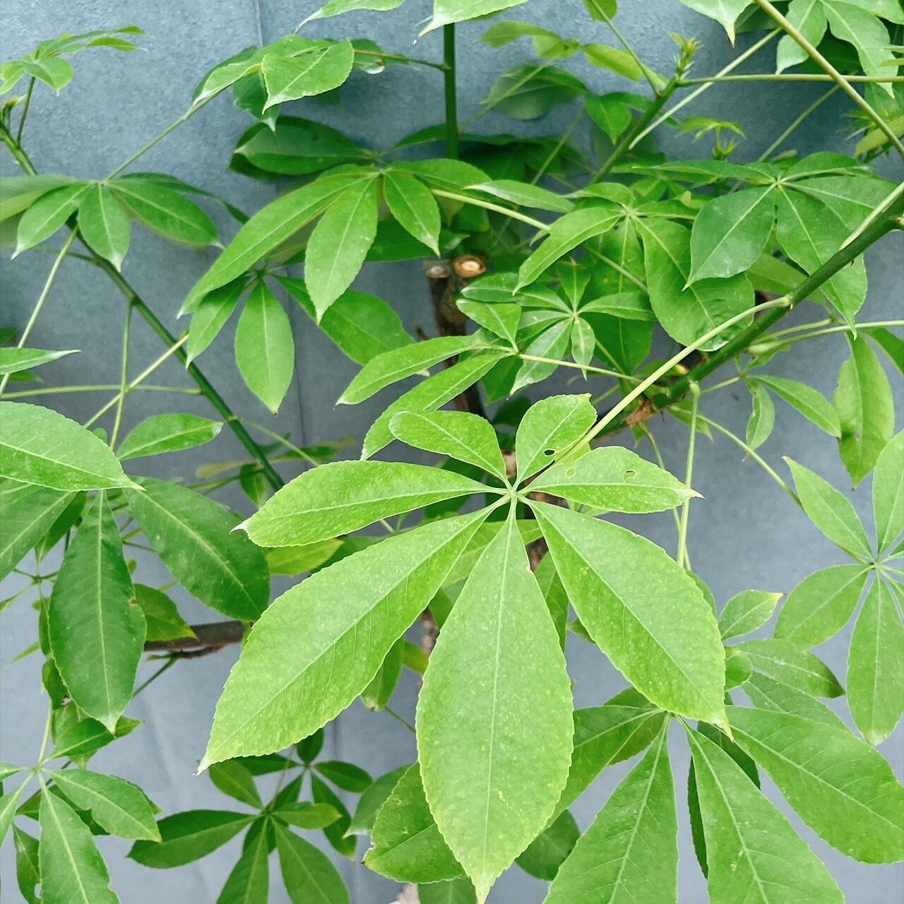 現品］☆珍しい☆ 19番 トックリキワタ 8号 南米桜 観葉植物 レア 徳利