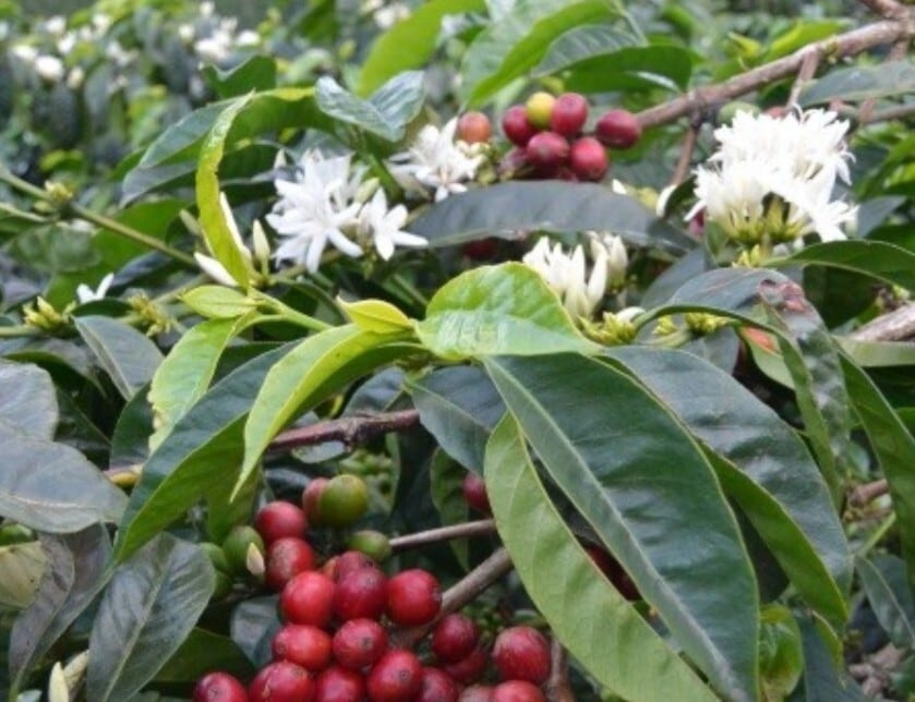 コロンビア カサブランカ | OenCup Of Coffee product maharajaya