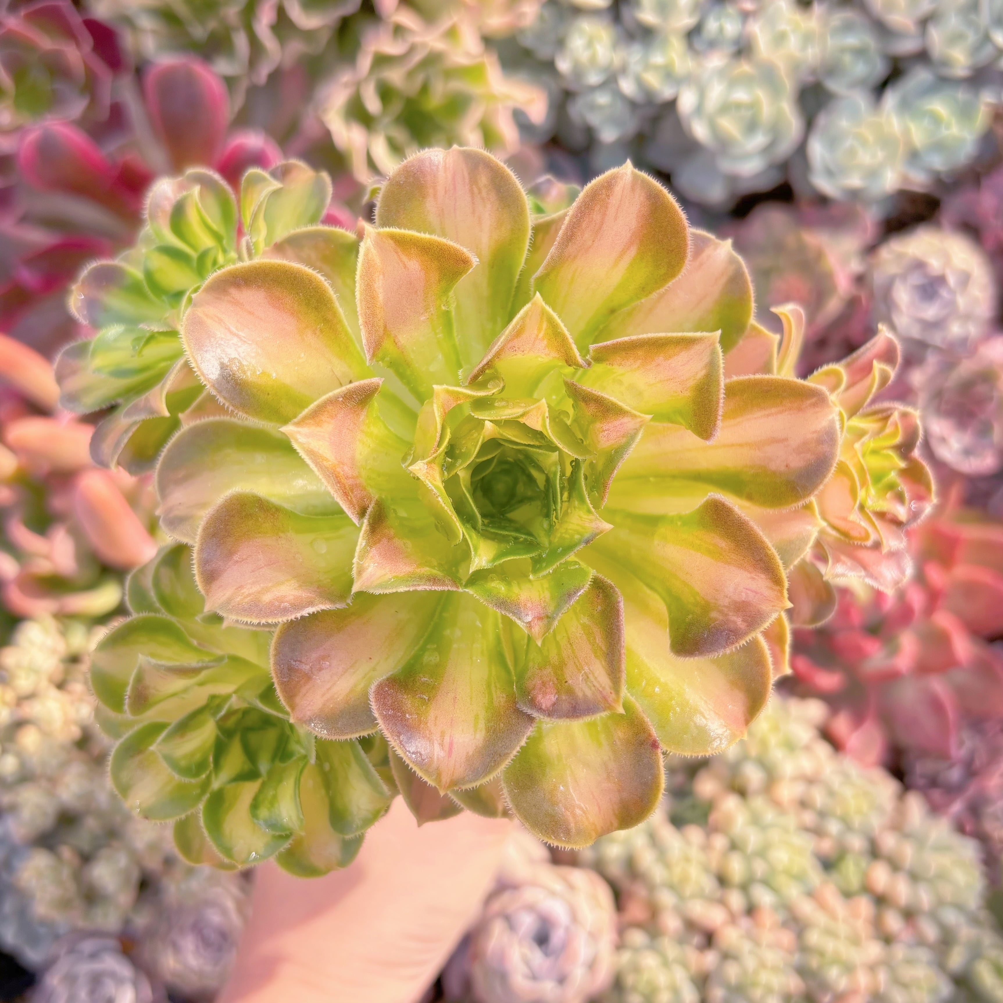 現品　パラダイス錦#658　群生　るる農園