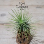【送料無料】アンドレアナ M〔エアプランツ〕現品発送T1799
