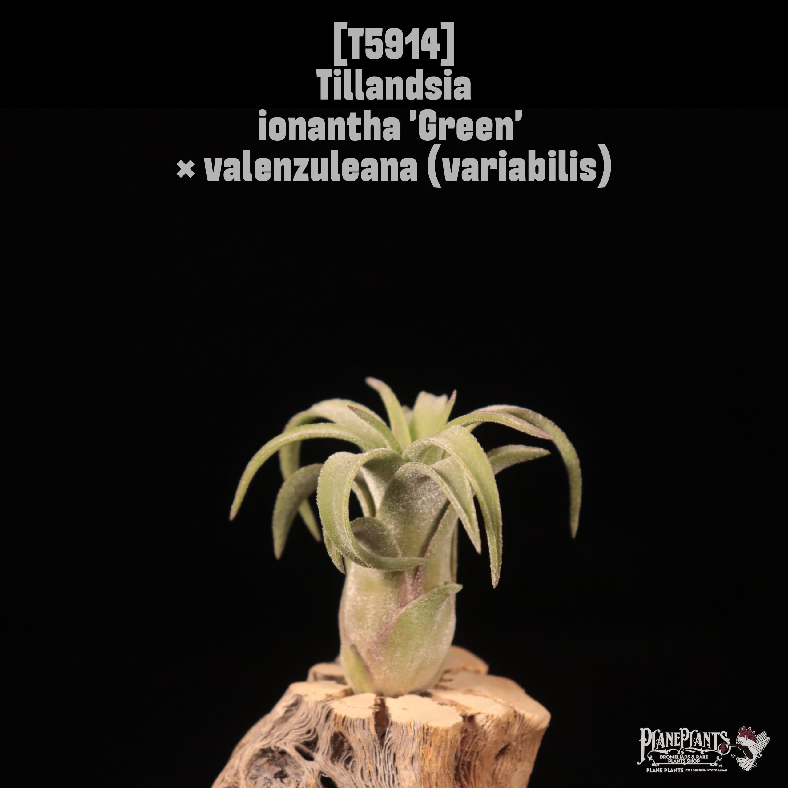 【reserved】Tillandsia ionantha 'Green' × valenzuleana (variabilis)〔エアプランツ〕T5914