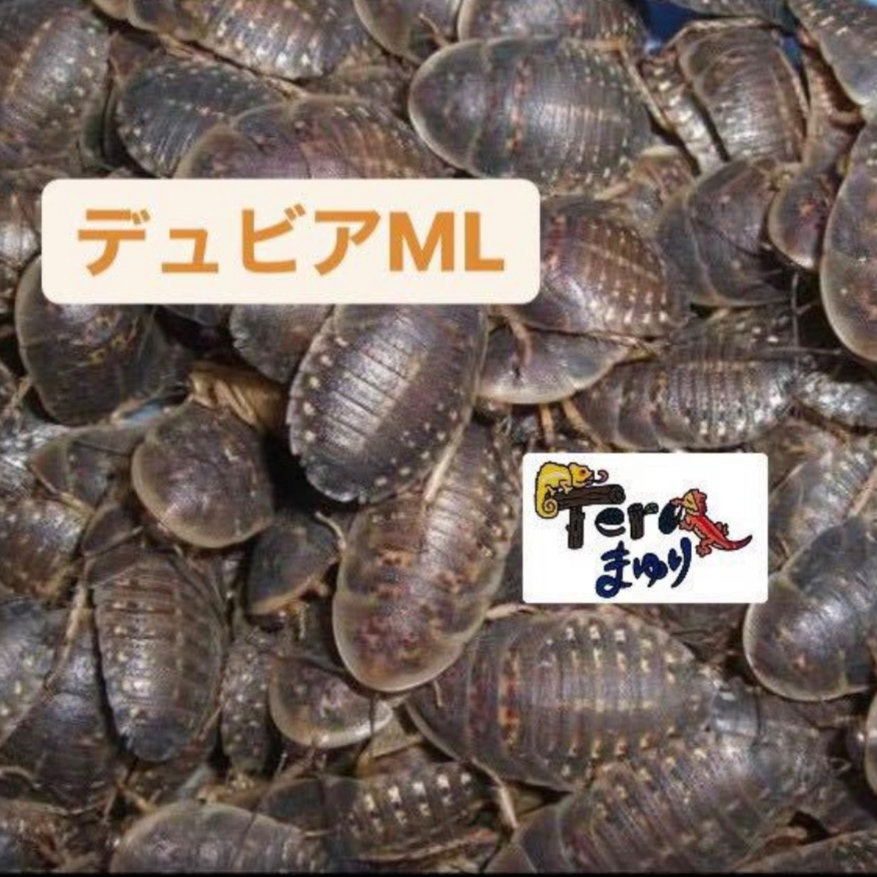 デュビア MLサイズ 100匹 | Teraまゆり｜爬虫類、両生類、奇虫ショップ