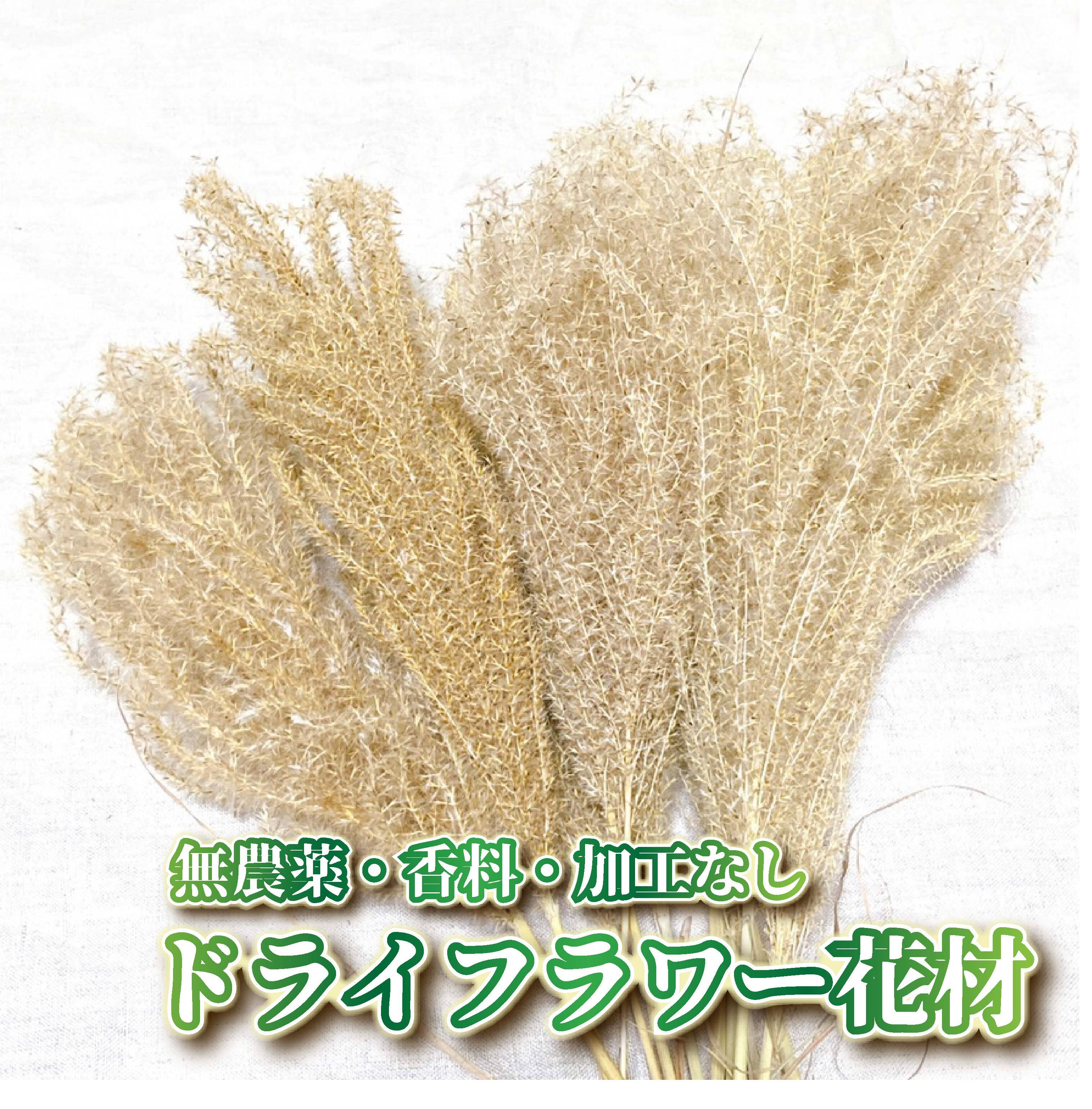奄美大島産ドライフラワー 「ススキの花」 10本】 ふわふわな花を