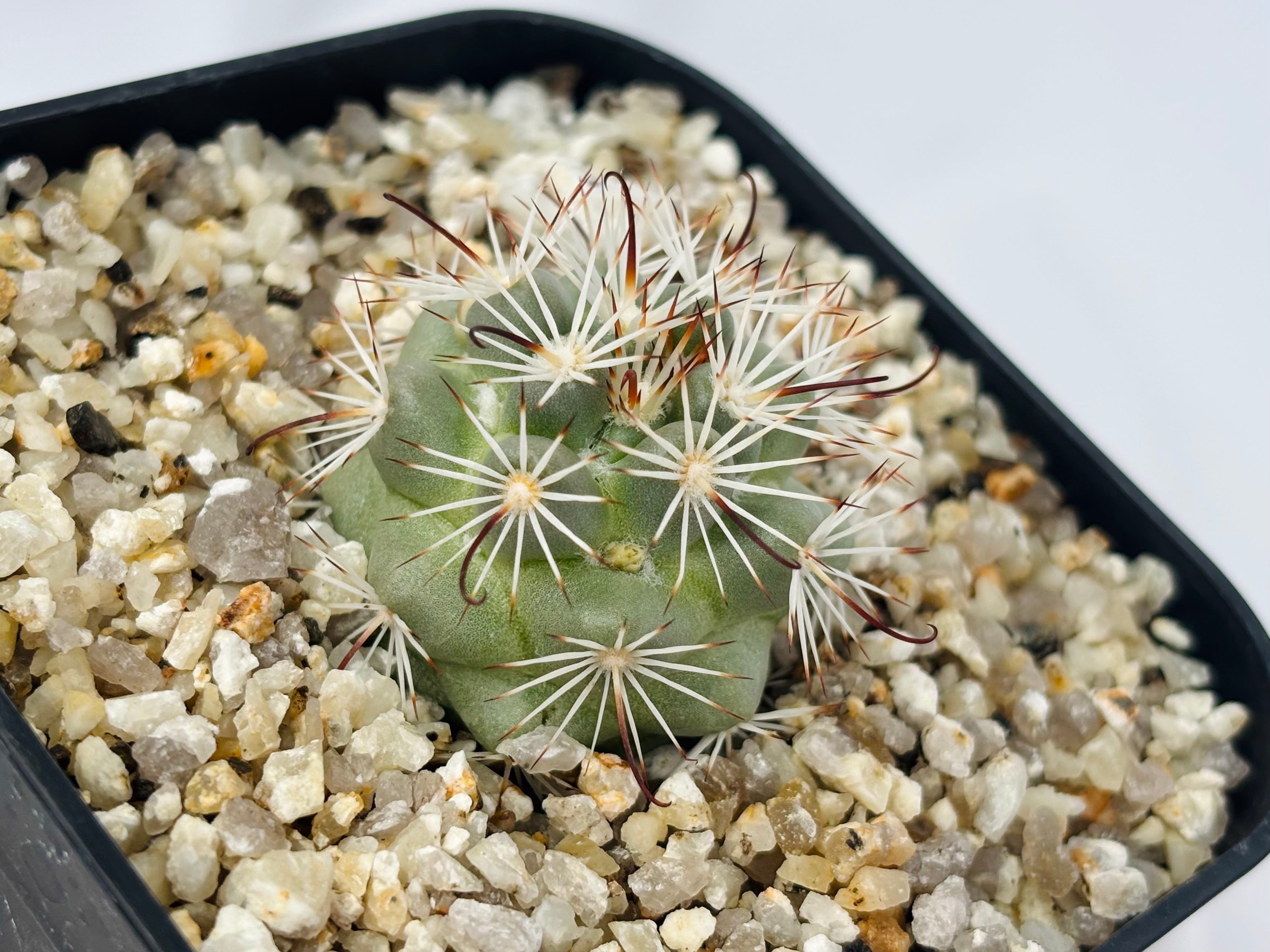 Mammillaria Schumannii マミラリア 蓬莱宮 サボテン | plants MARU