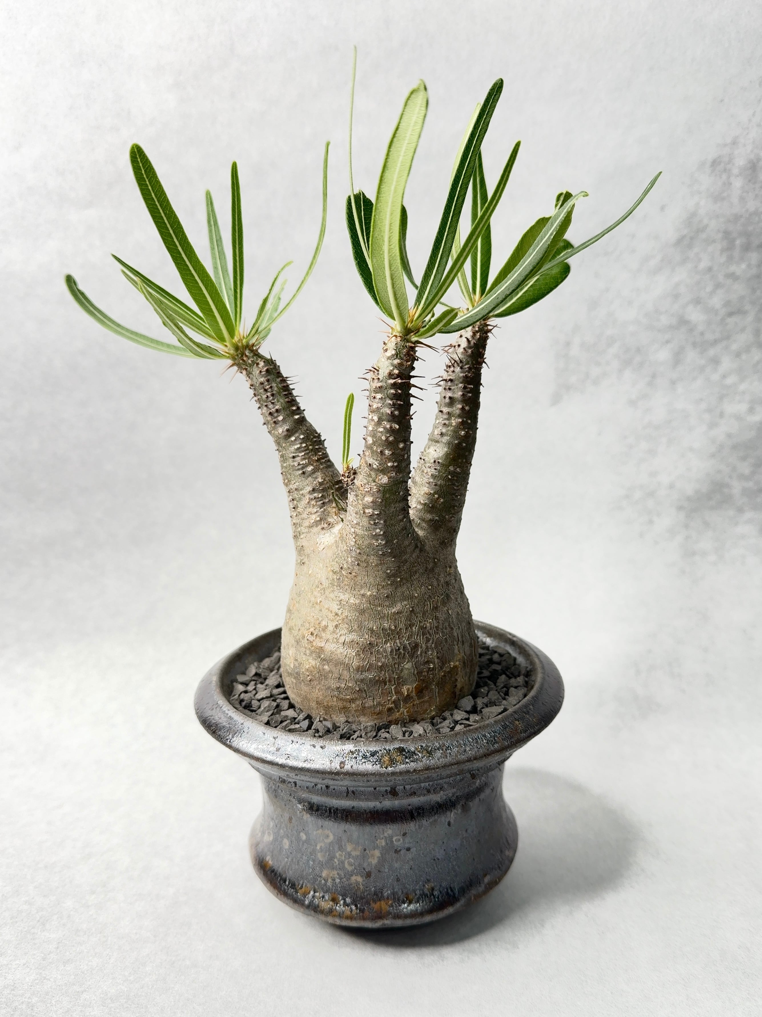 ガング　miamaua ミアマウモンスターズ　グラキリス miamaua ミアマウモンスターズ グラキリス ガング miamaua ミア