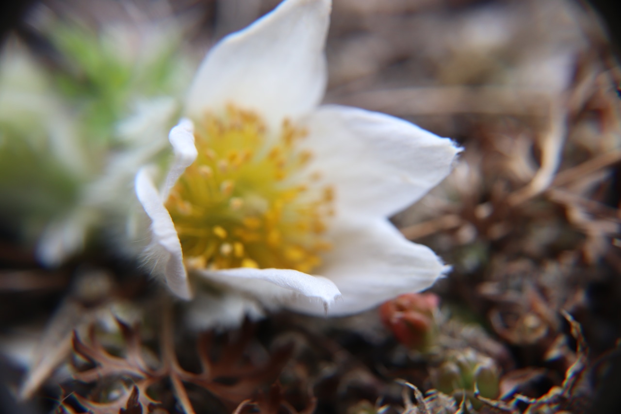 洋種オキナグサ（洋種翁草）７、５ｃｍ〜９ｃｍポットの画像02