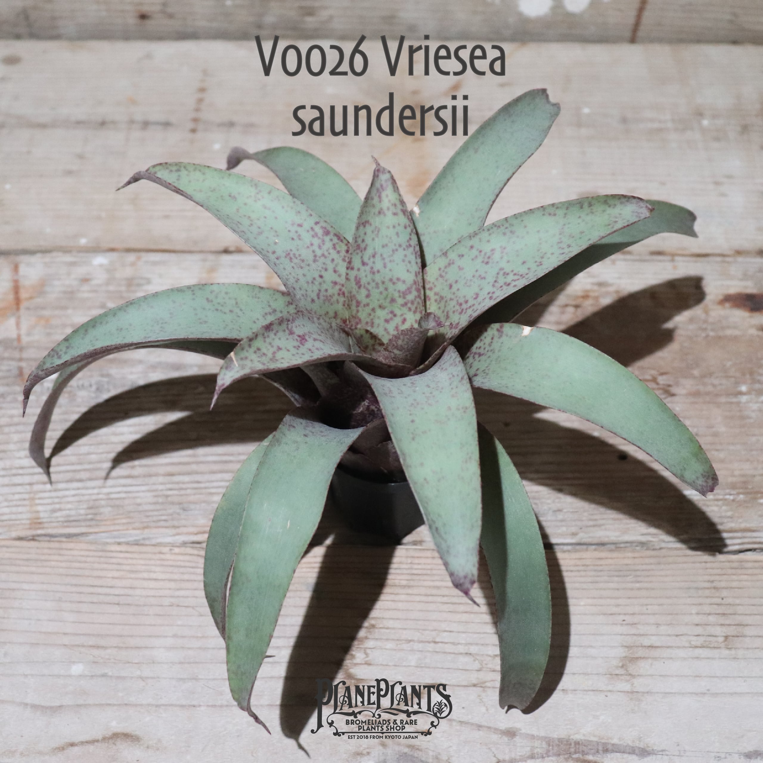 【送料無料】saundersii〔フリーセア〕現品発送V0026