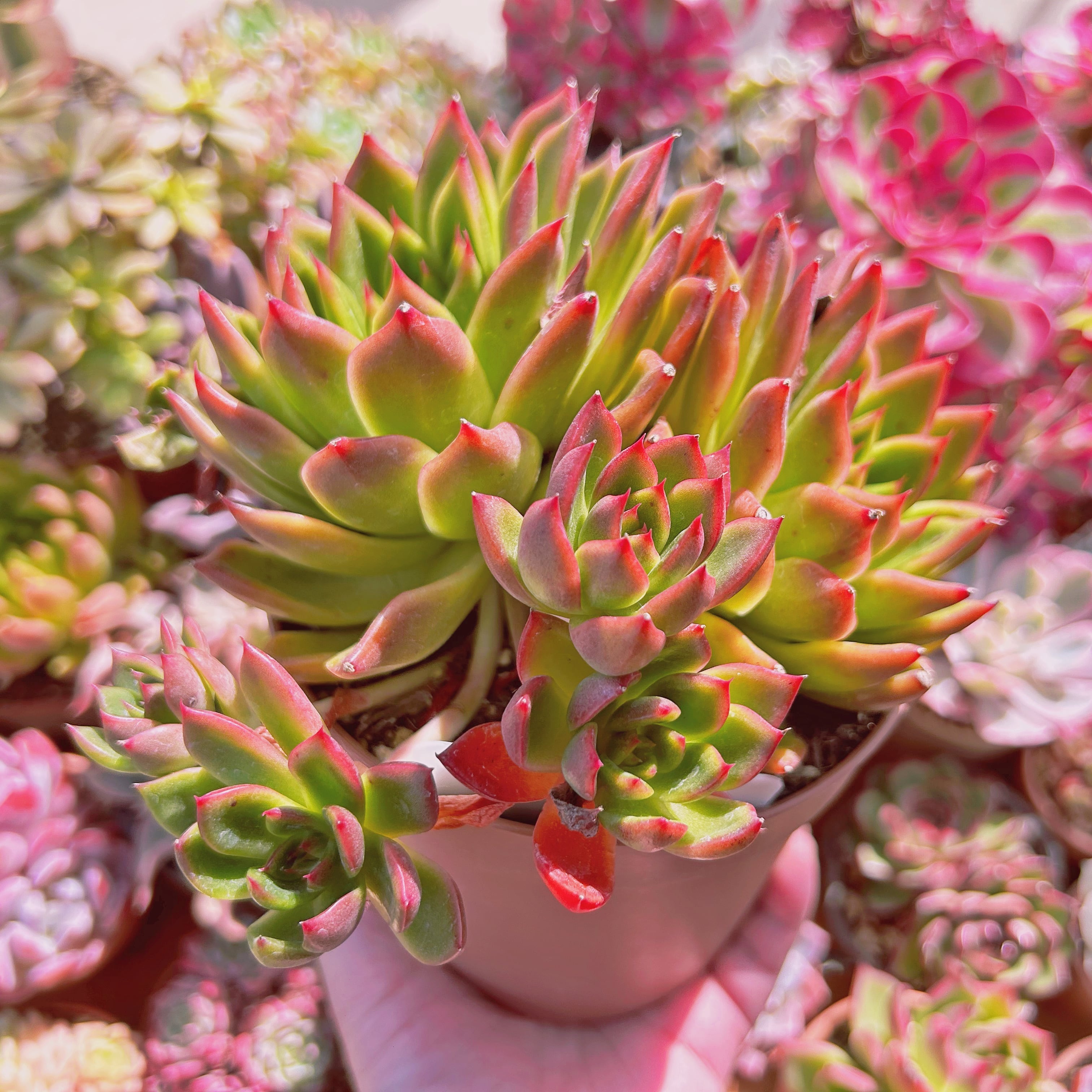 現物 多肉植物 Echeveria カリスト 特大 抜き苗 | るる農園~多肉植物専門