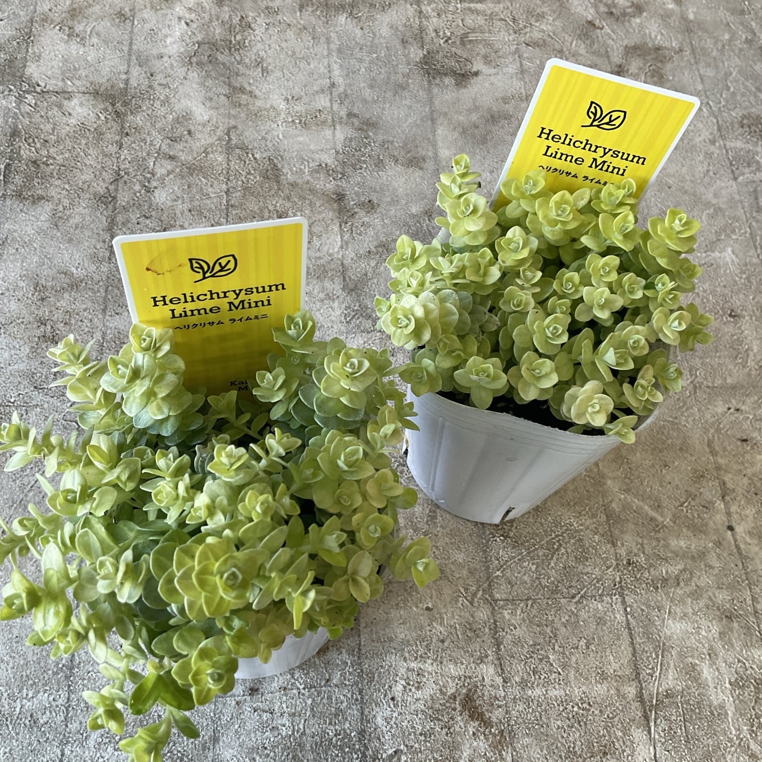 丸葉シロタエギク もふもふ白うさぎ 3.5寸ポット | 橋本種苗園