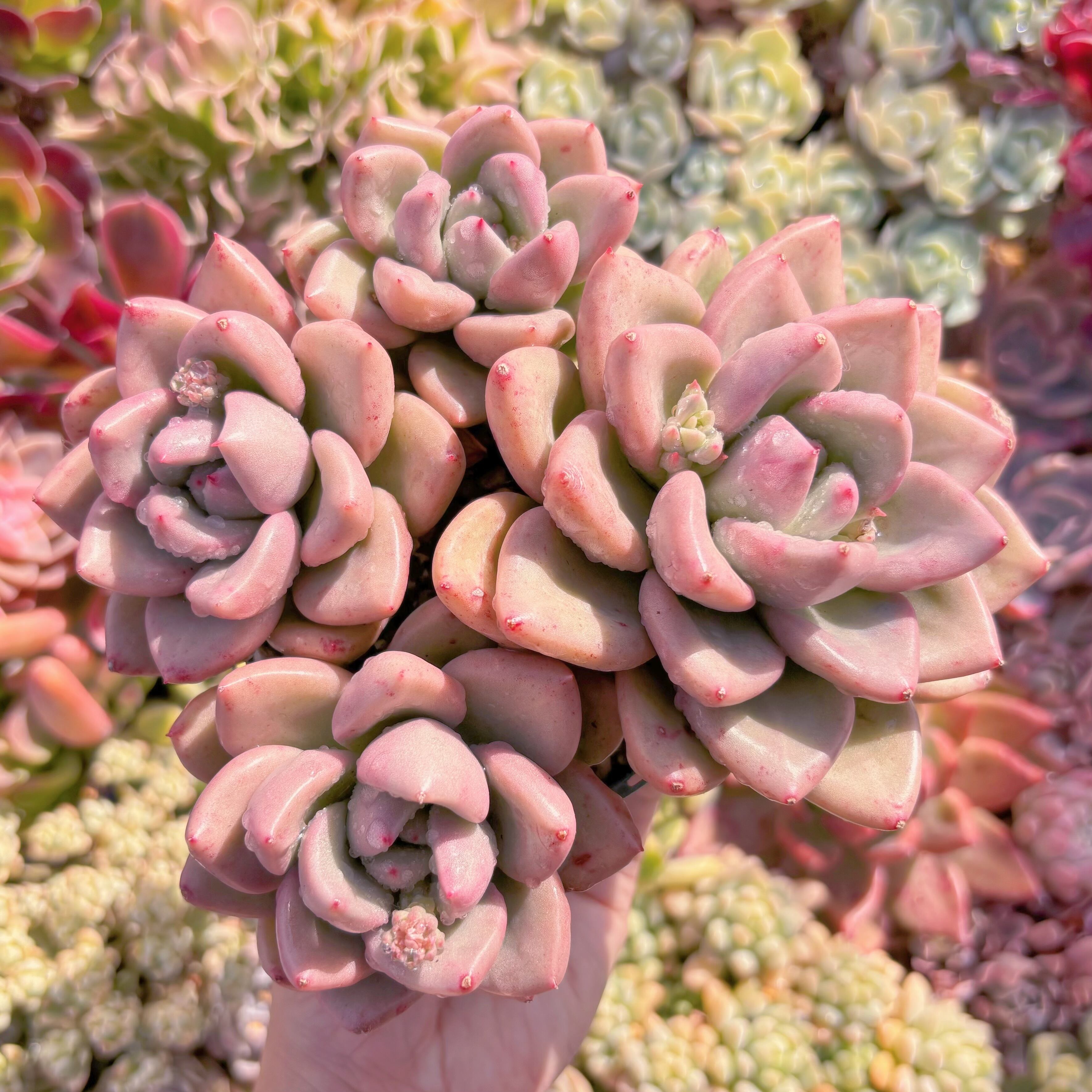 現品　Echeveria Avocado Cream#023　大群生　新入荷