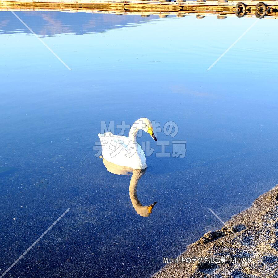 秋の屈斜路湖でくつろぐオオハクチョウ 【F_259】　Whooper swans relaxing on Lake Kussharo in autumn