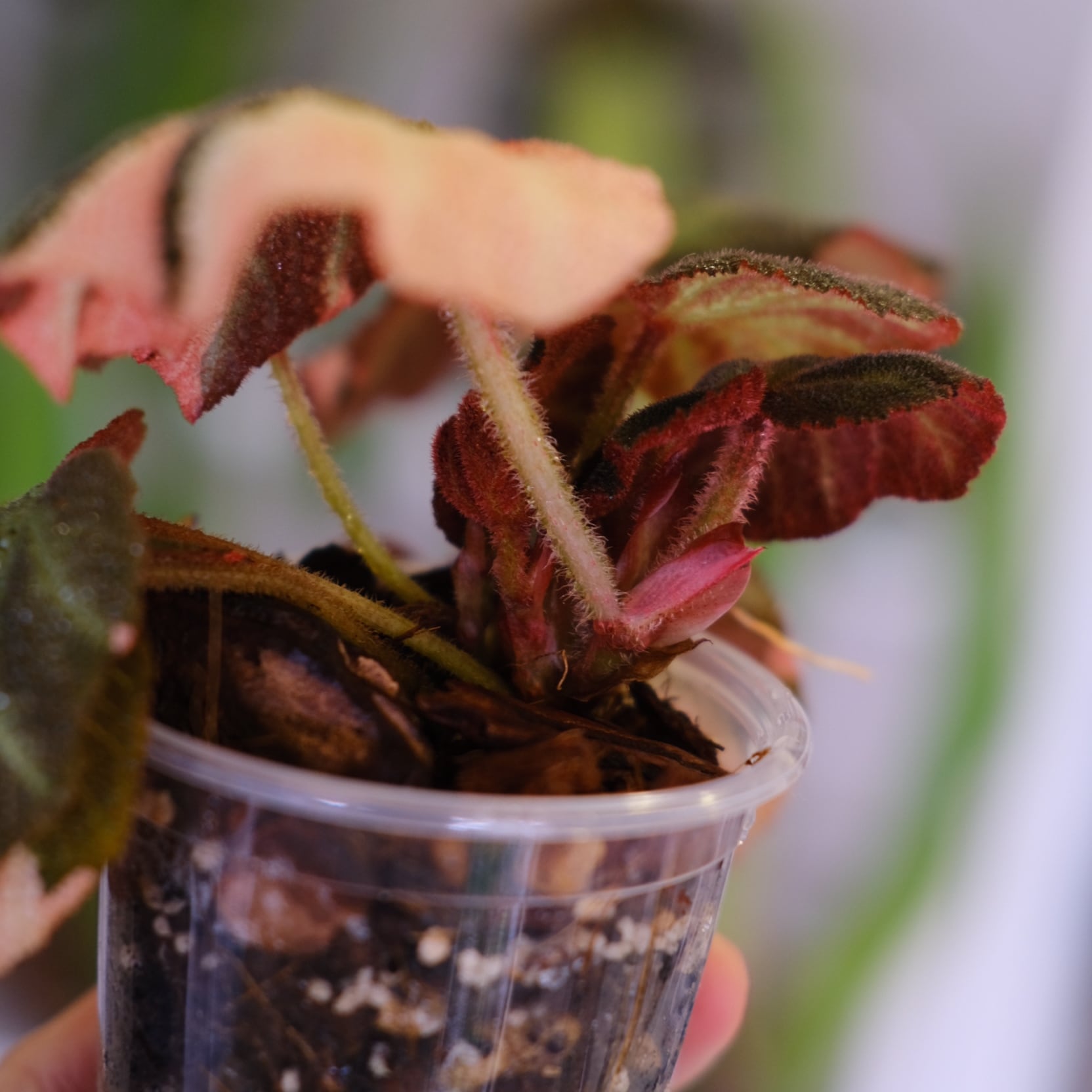 Begonia soli mutata Variegated│ベゴニア ソリムタータ バリエガータ