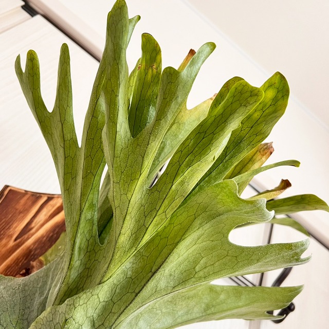 ビカクシダ グランデ 板付 【観葉植物 壁掛け コウモリラン】