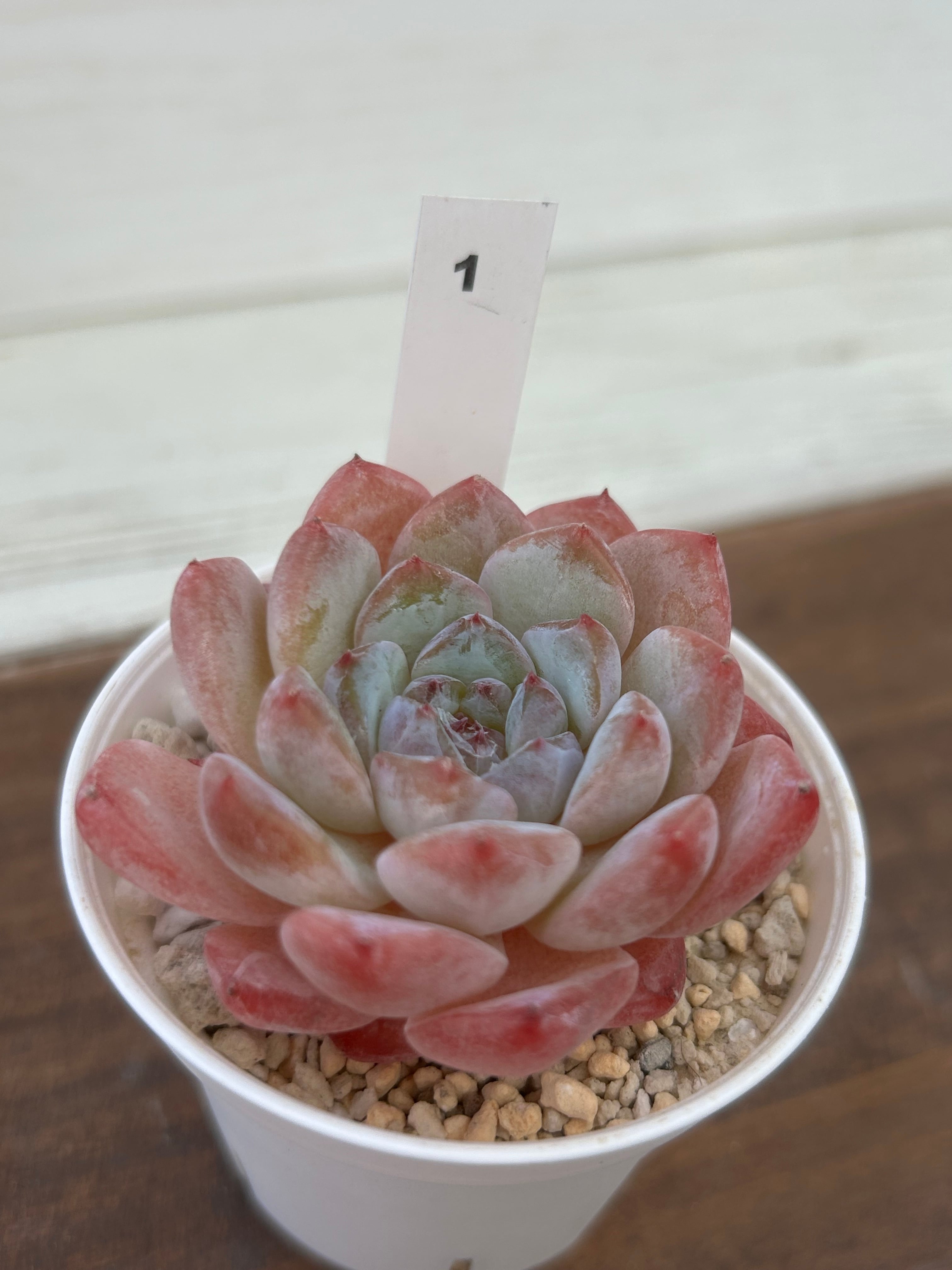 輸入苗 ☆ピュアラブ × アイス No.1