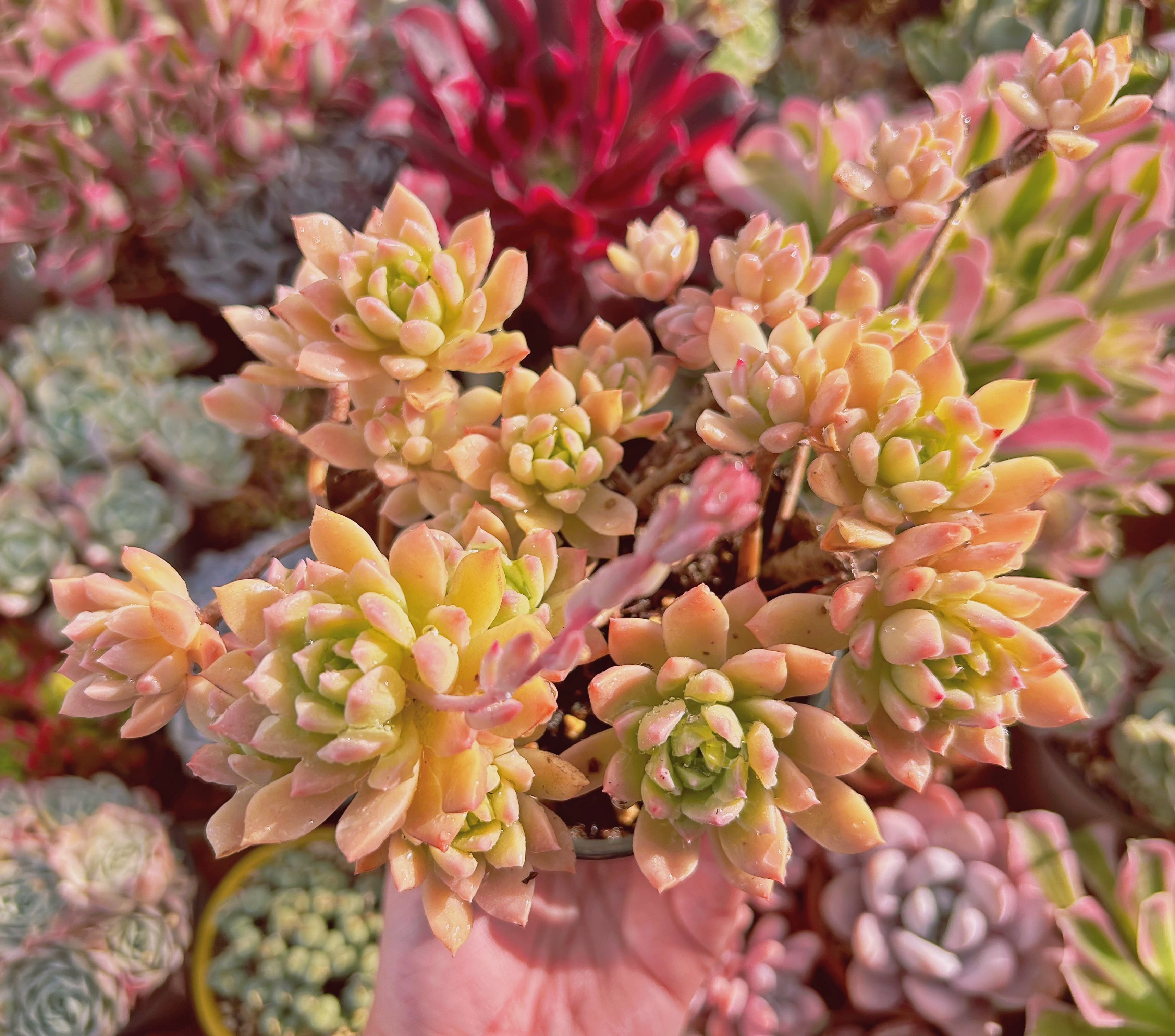 #920現物　多肉植物　マッコス 錦　特大　抜き苗