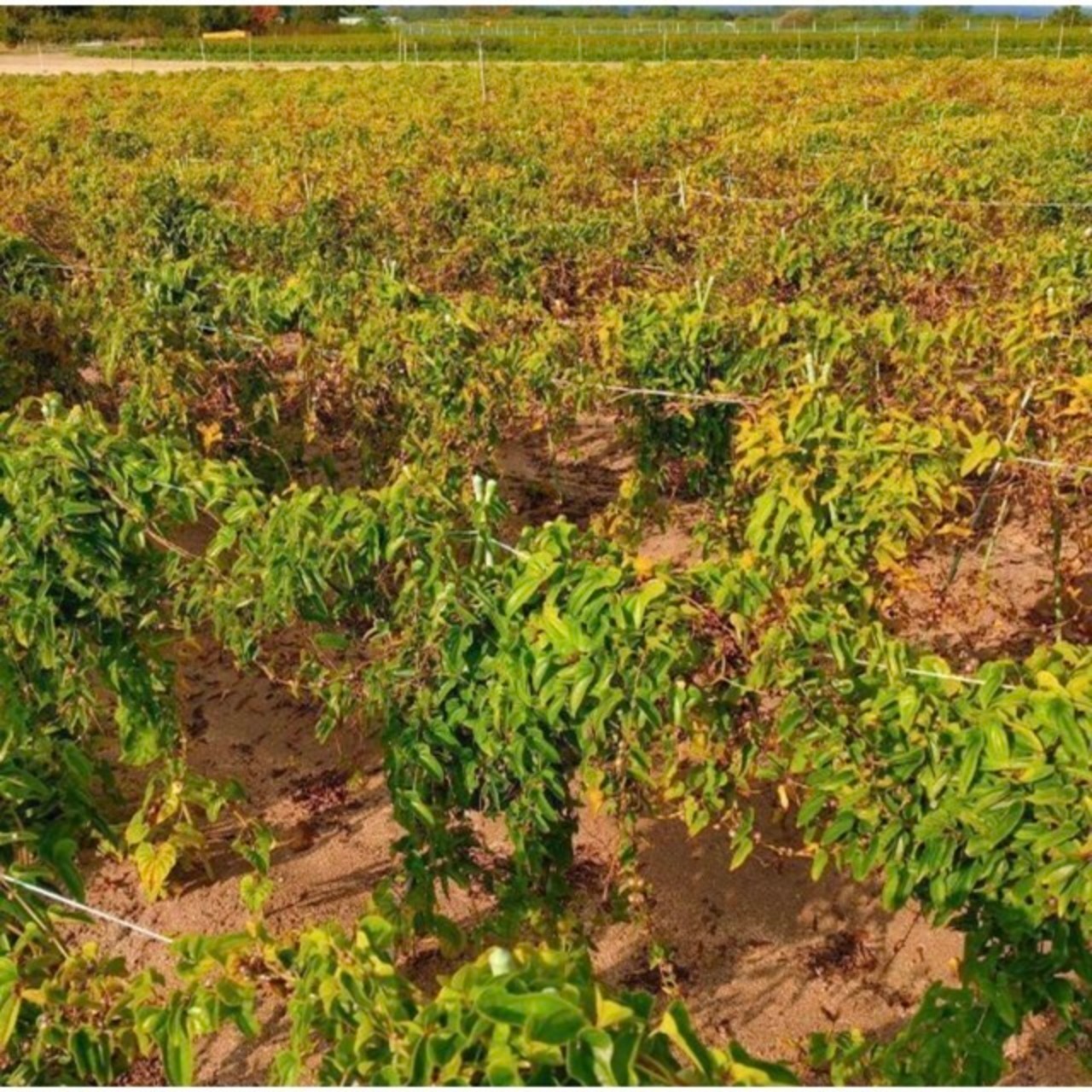 【家庭用】砂丘ながいも　長芋　とりたて 10kg程度　とろろ　ねばり　山芋