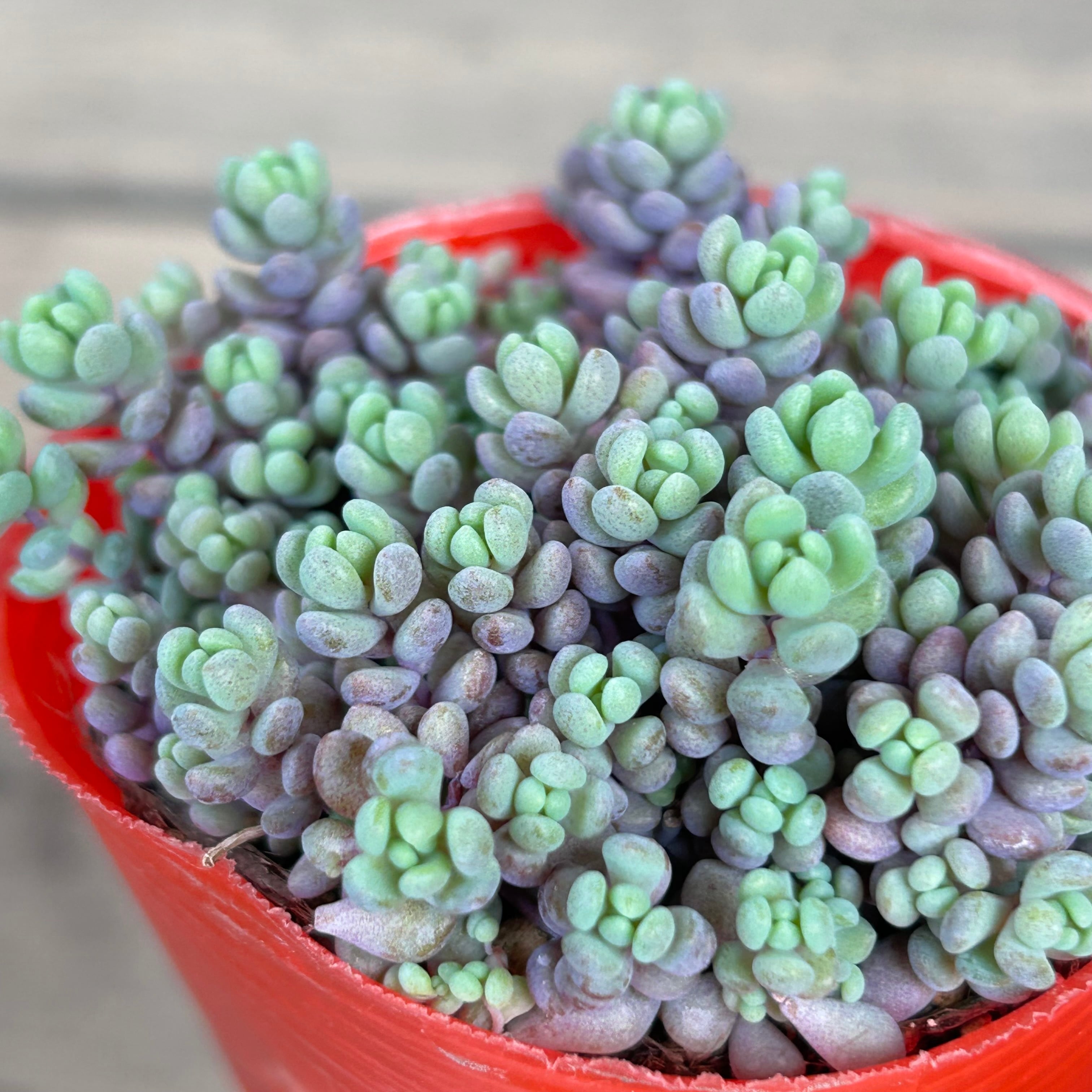 多肉植物 天使の雫 カット苗 魅せる 多肉植物 天使の雫 カット苗 魅せる