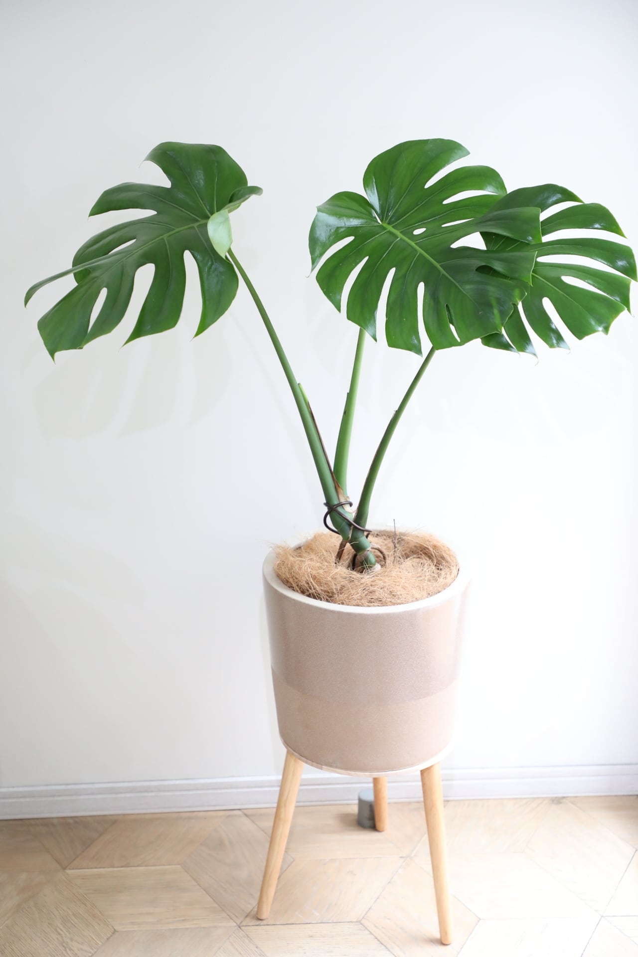 L】モンステラ デリシオーサ/monstera | 【厳選植物・器】MIDORI