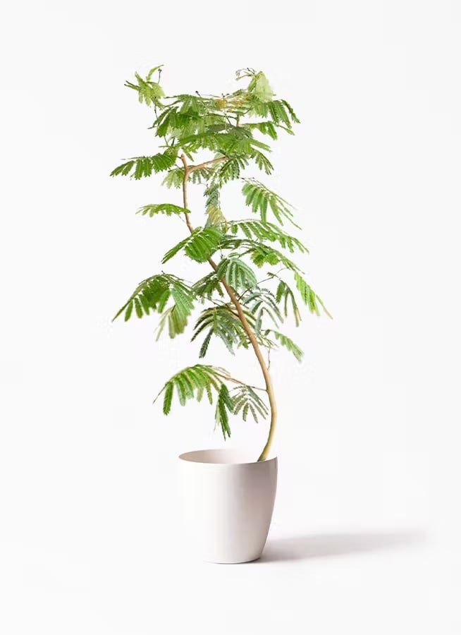 観葉植物 オリーブの木 10号 チプレッシーノ プラスチック鉢 | CAgarden