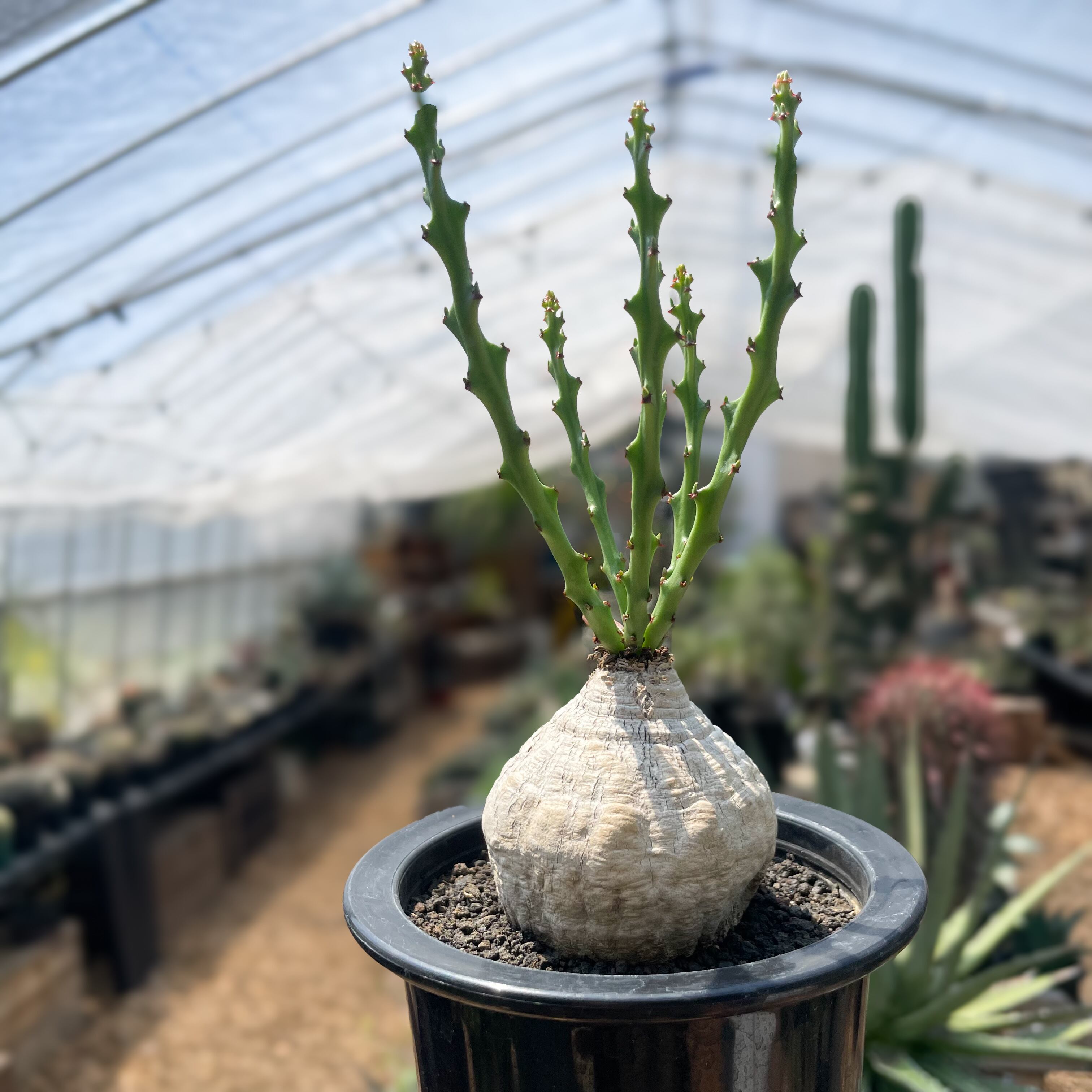 Euphorbia decidua【ユーフォルビア・デシドゥア・蓬莱島】 | RIMO'S