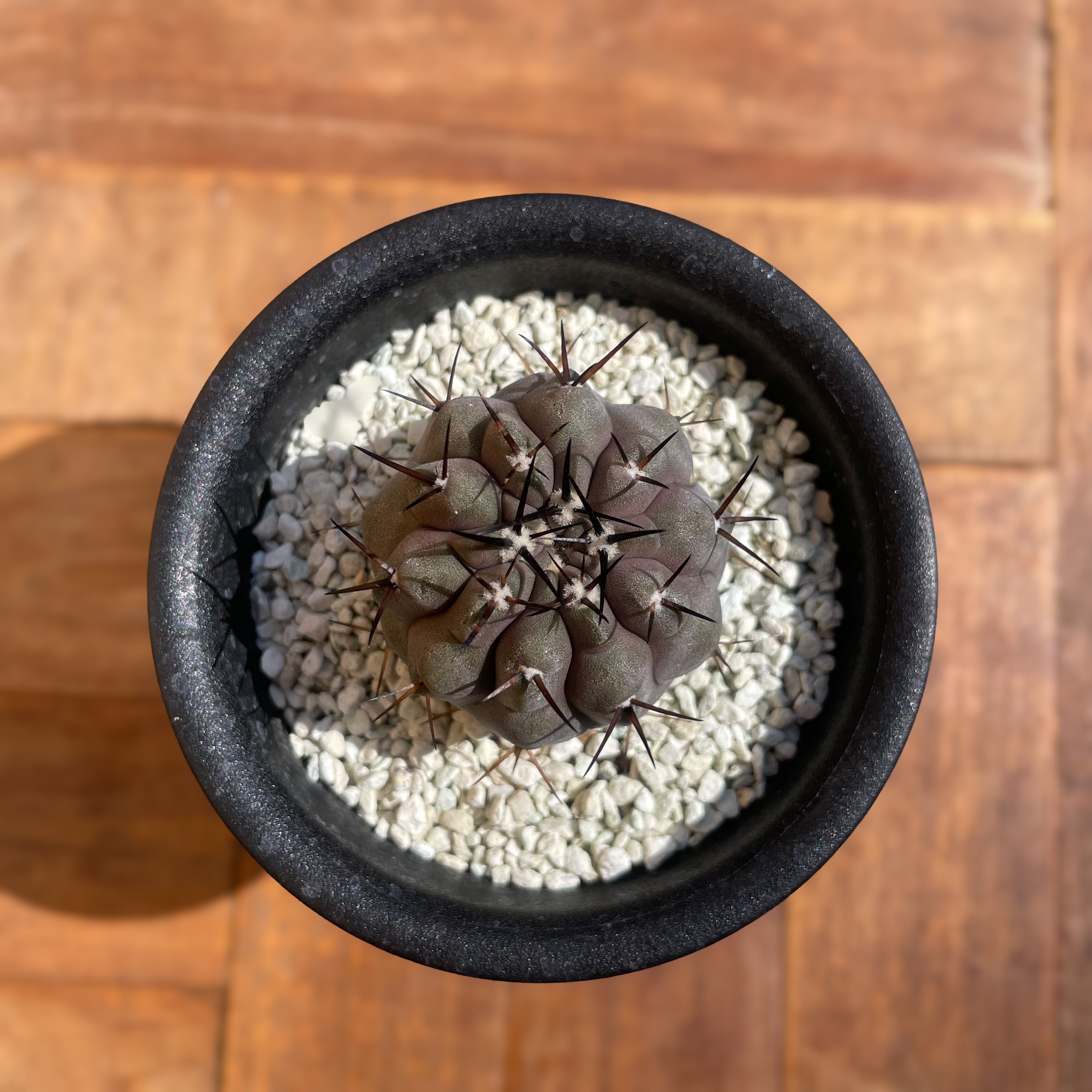 Copiapoa cinerea【コピアポア・黒王丸・実生】 | RIMO
