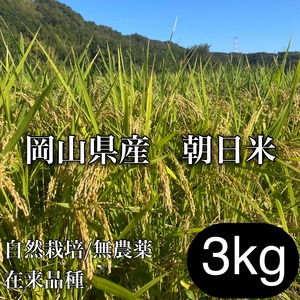 岡山県産　朝日米　3㎏（玄米/分づき/白米）│無農薬│在来種│令和7年産│くらしき自然栽培