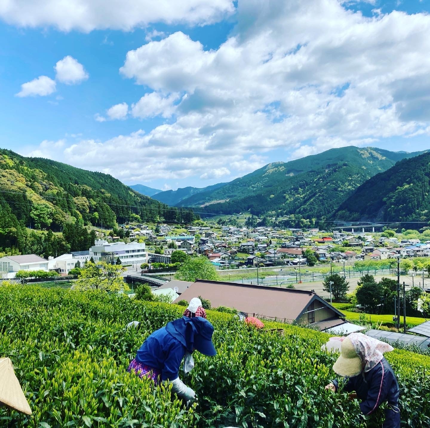 花のしずく 50g（少量販売） | 川根茶農家 高畑園ONLINE STORE