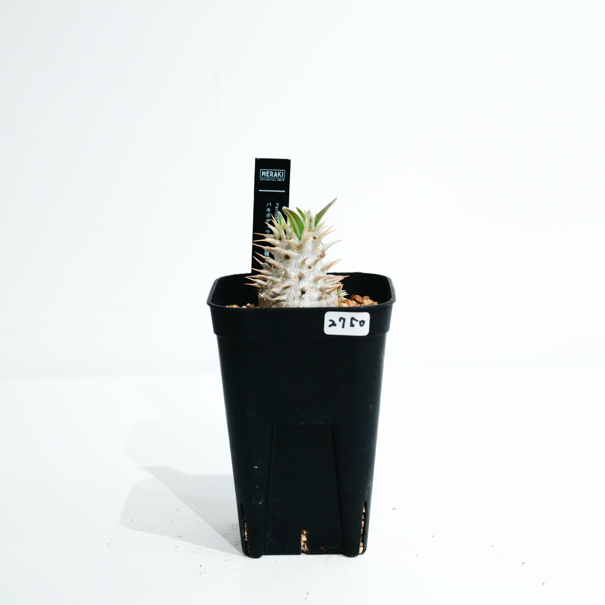 パキポディウム（Pachypodium） | MERAKI