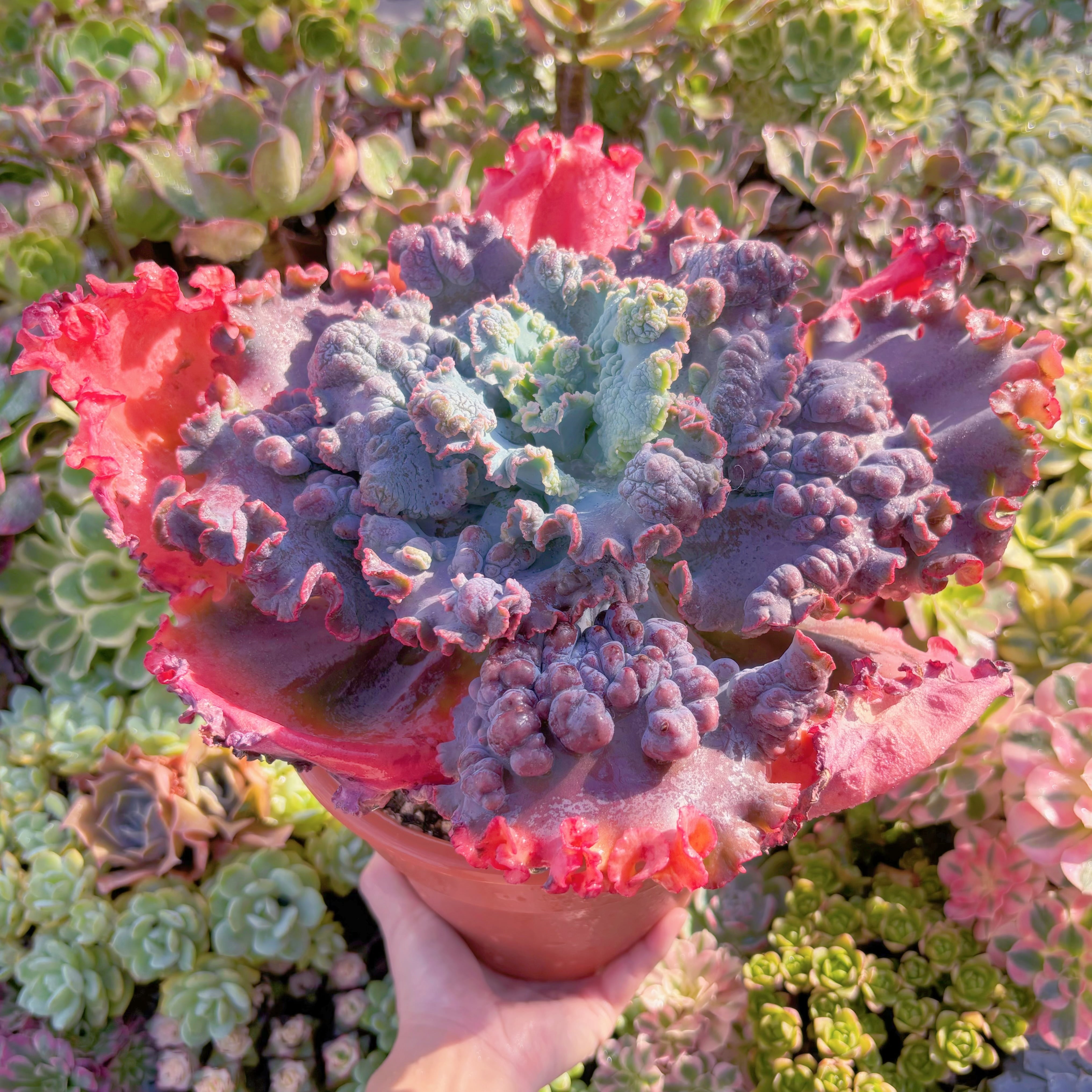 現品　cancanxBaron Bold#2002　特特特大苗　直径約30cm　新入荷　るる農園