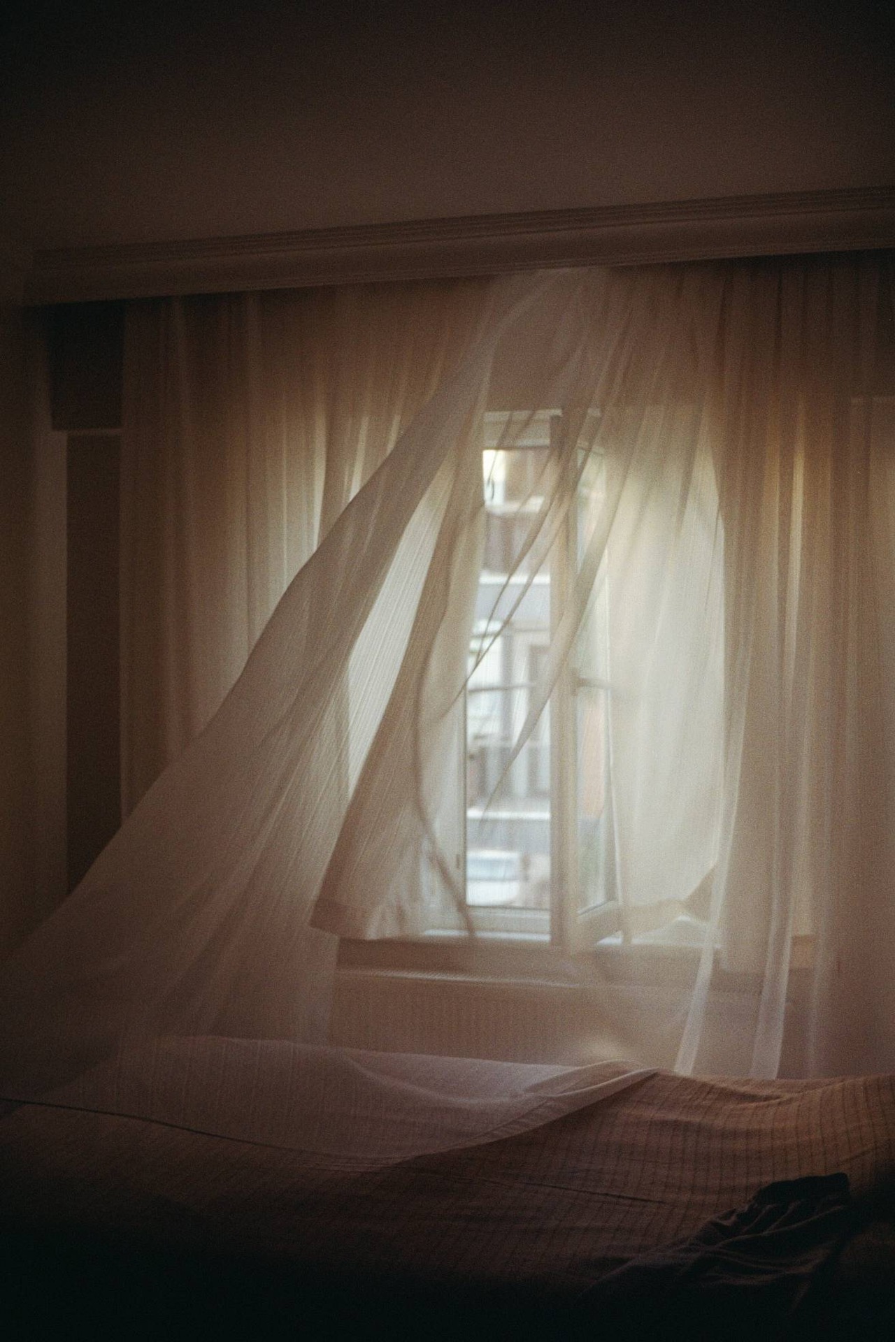 Walnut ウォルナット Olympus Trip35　