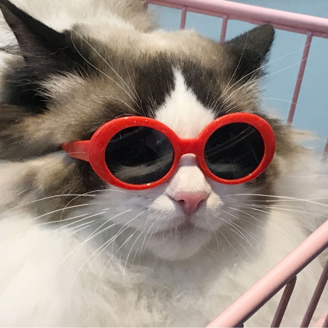 予約【№B02146】犬用 猫用 サングラス ペットメガネ 6点セット