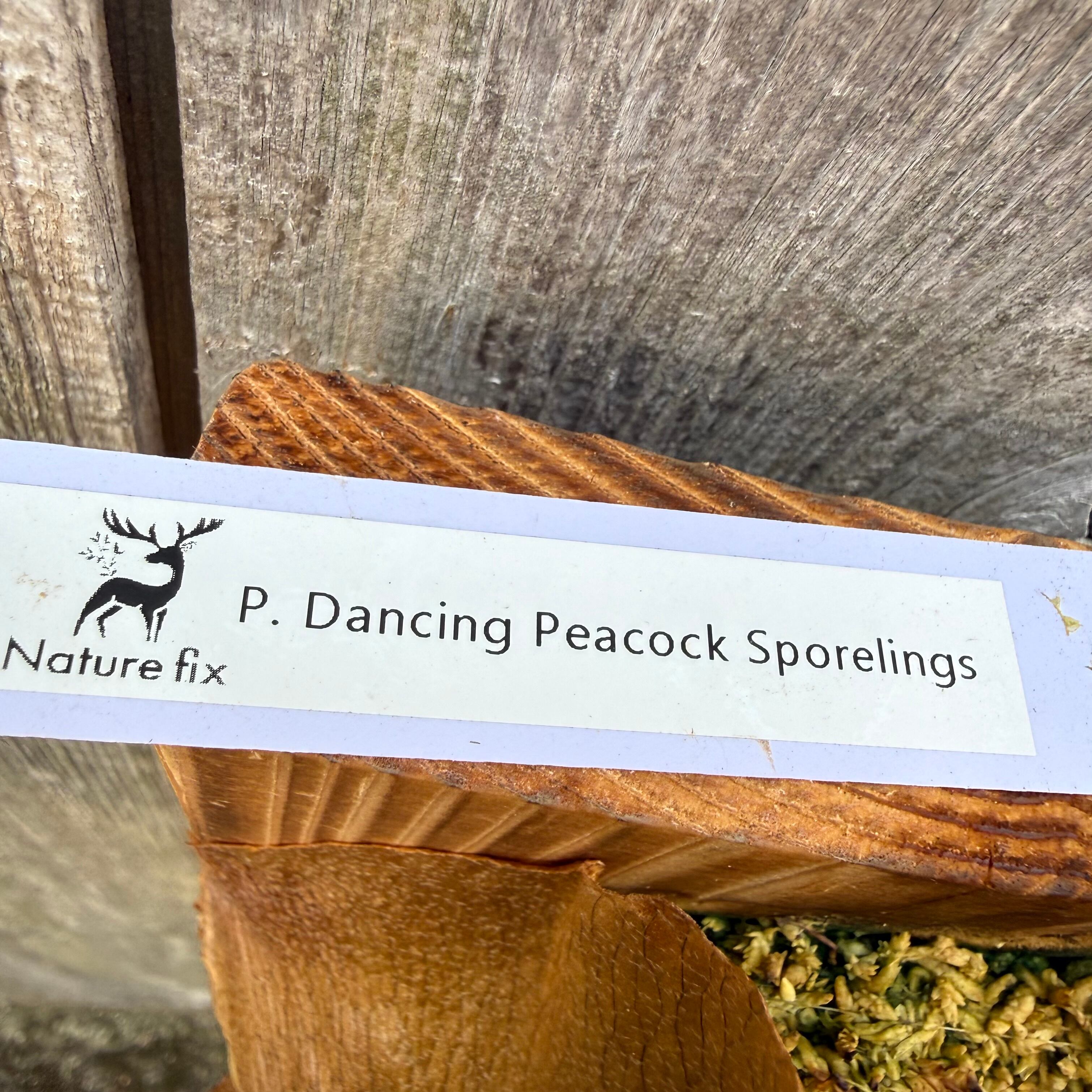 P. Dancing Peacock Sporelings | naturefix