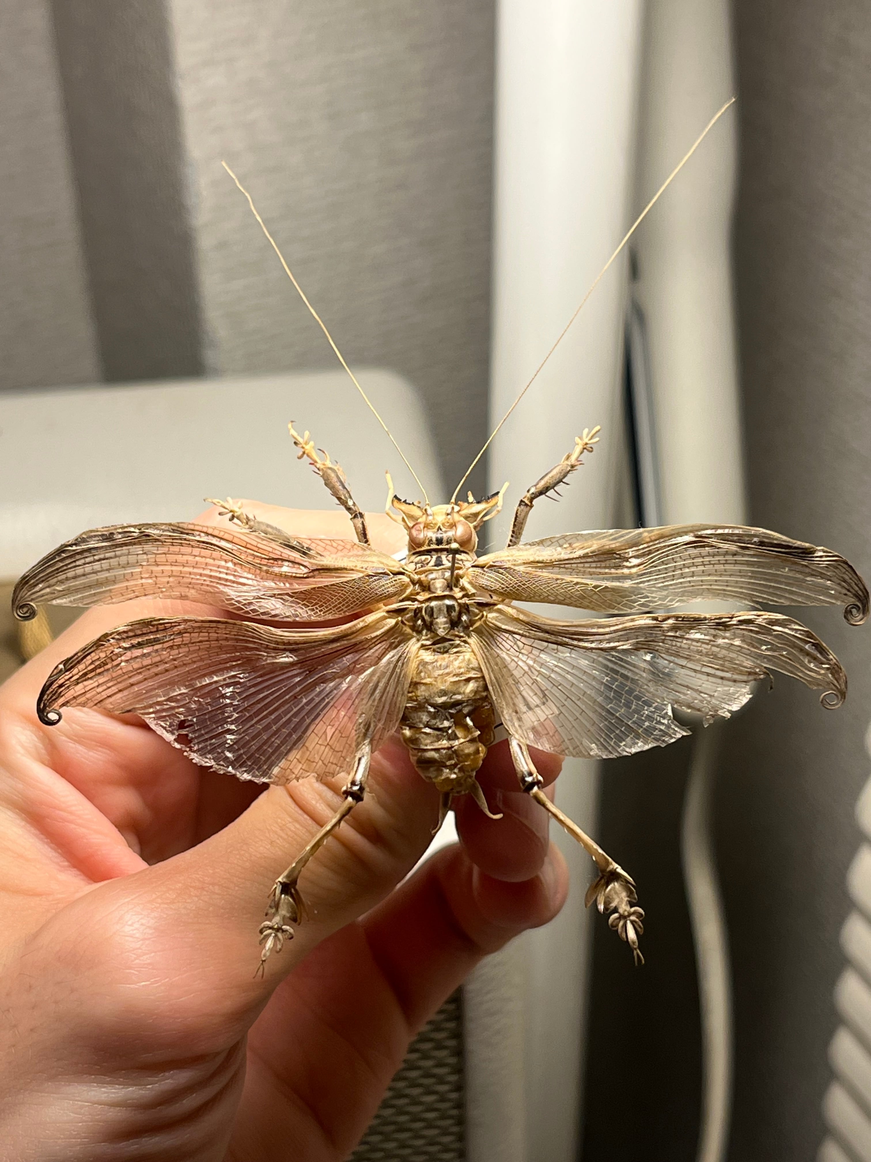 【成虫】マキバネコロギス 昆虫標本バッタ キリギリスコロギスリオック直翅類 マキバネコロギス 昆虫標本バッタ キリギリスコロギスリオック直翅類