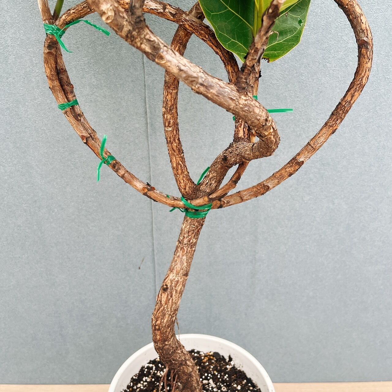 現品］82番 フィカス リラータ バンビーノ 曲がり 8号 観葉植物 室内