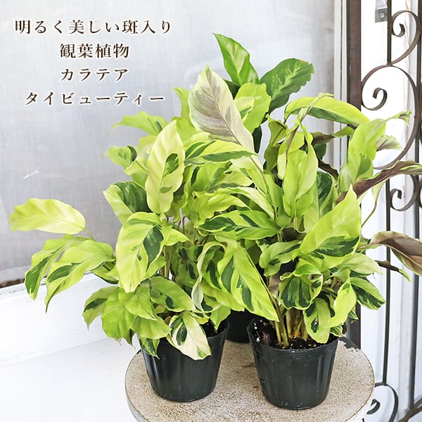 【最終値下げ】手作植木鉢 陶器鉢 塊根植物 アガべ Lサイズ A-809 値下げ 植物 最終値下げ】手作植木鉢 陶器鉢 塊根植物 アガべ Lサイズ A-